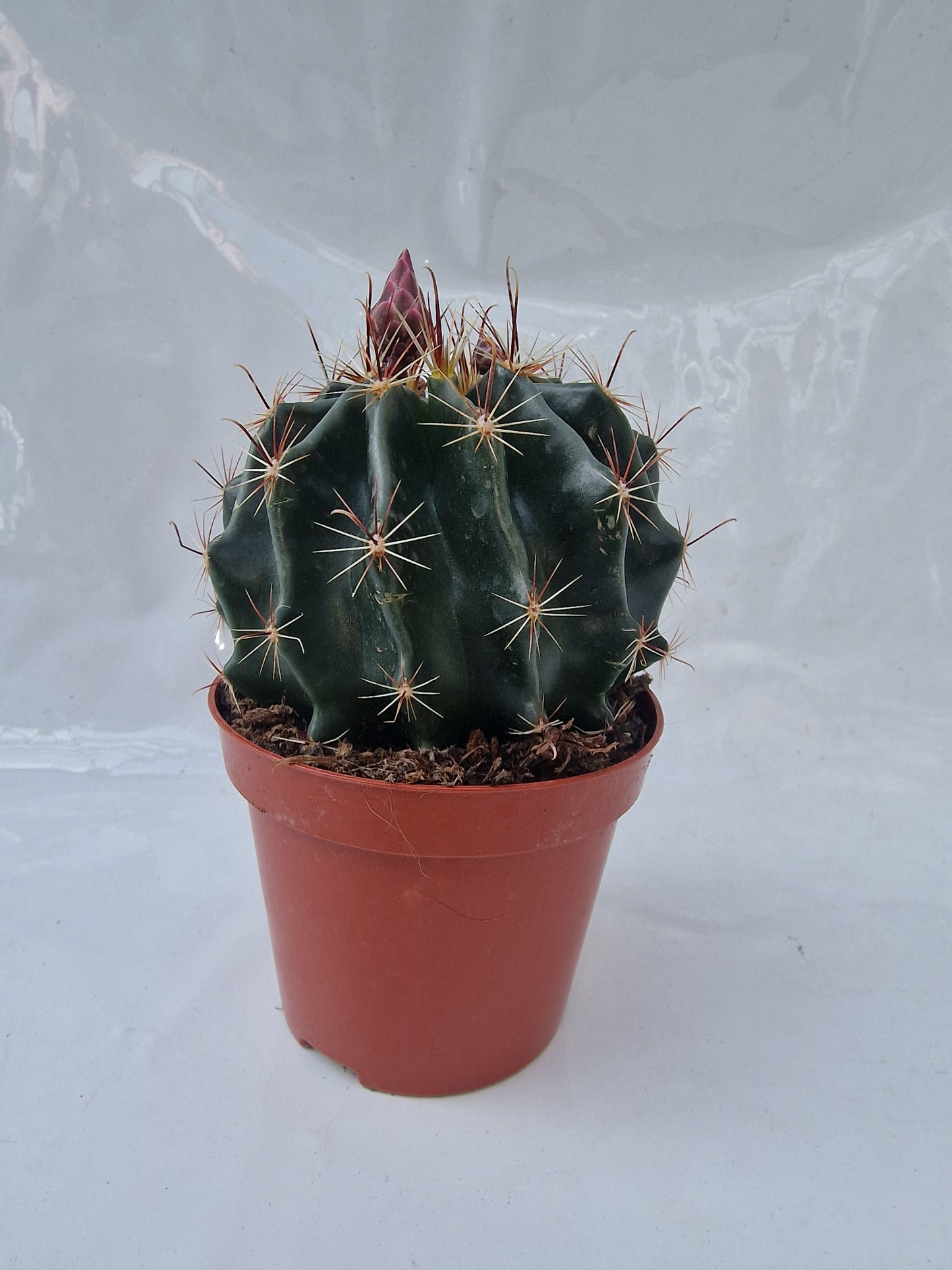 Hamatocactus setispinus