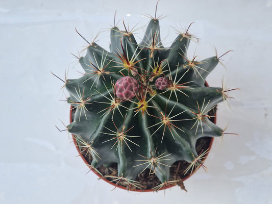 Hamatocactus setispinus