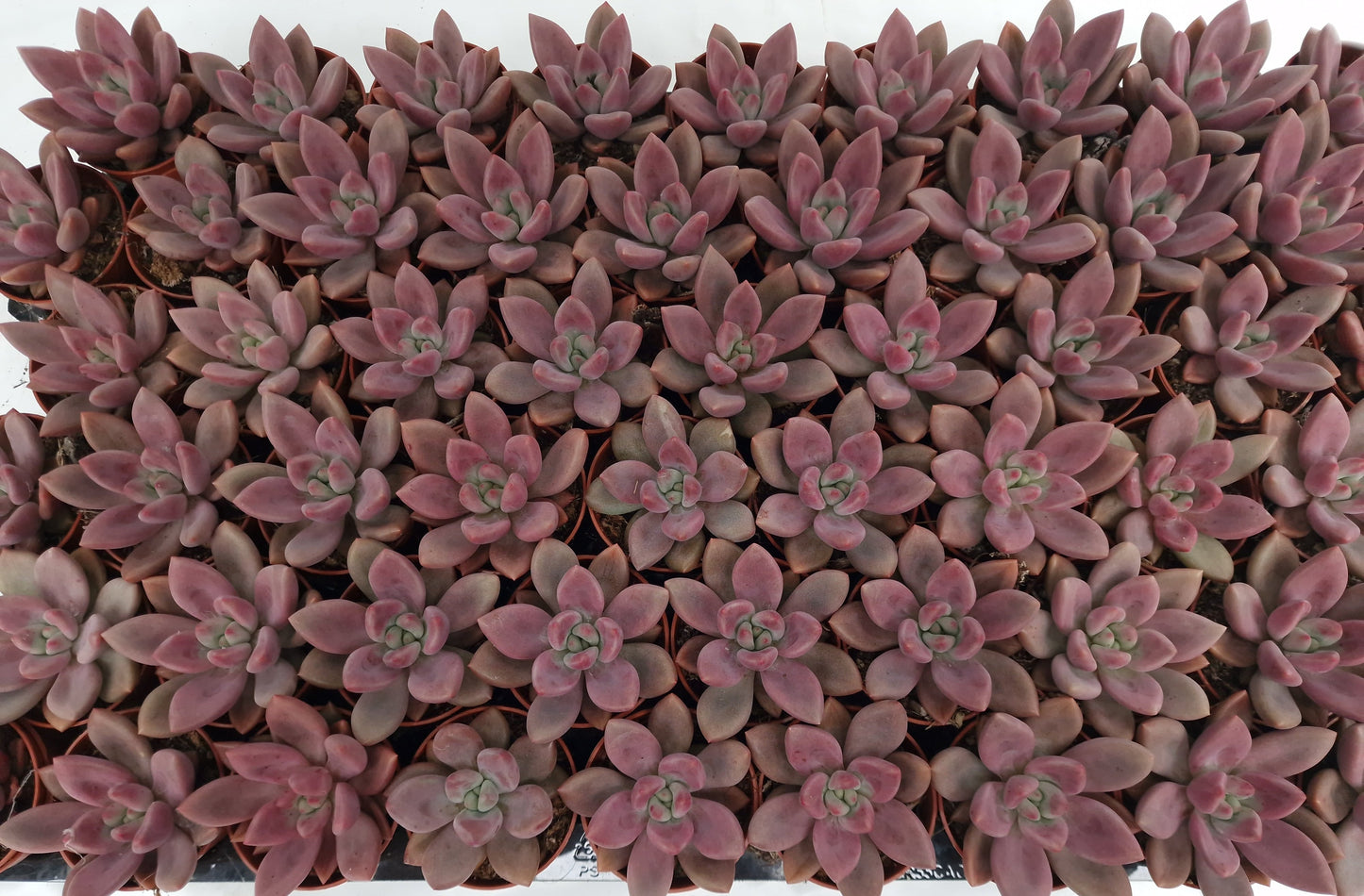 Pachyveria ‘Rosy Crown‘