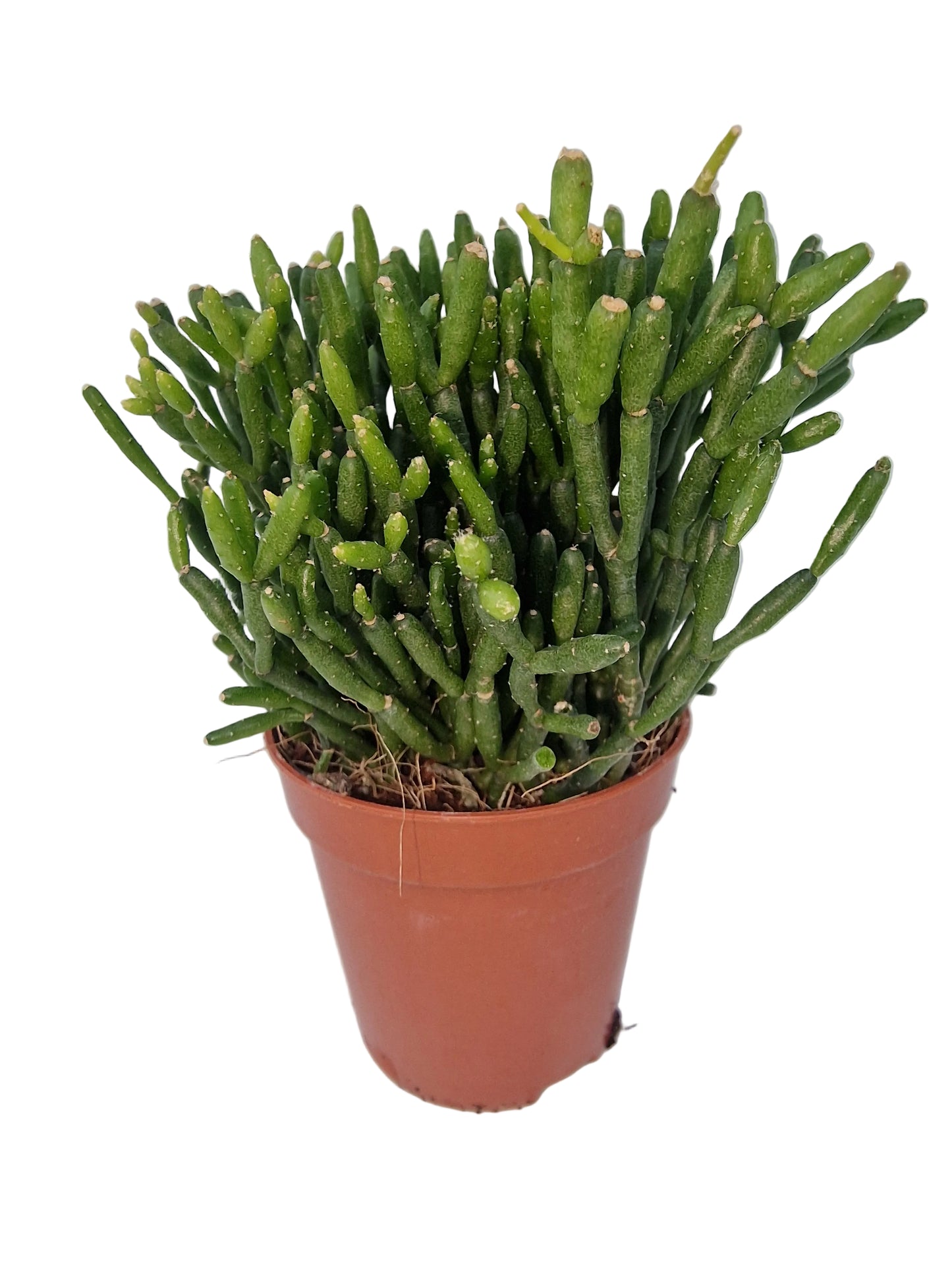 Hatiora salicornioides