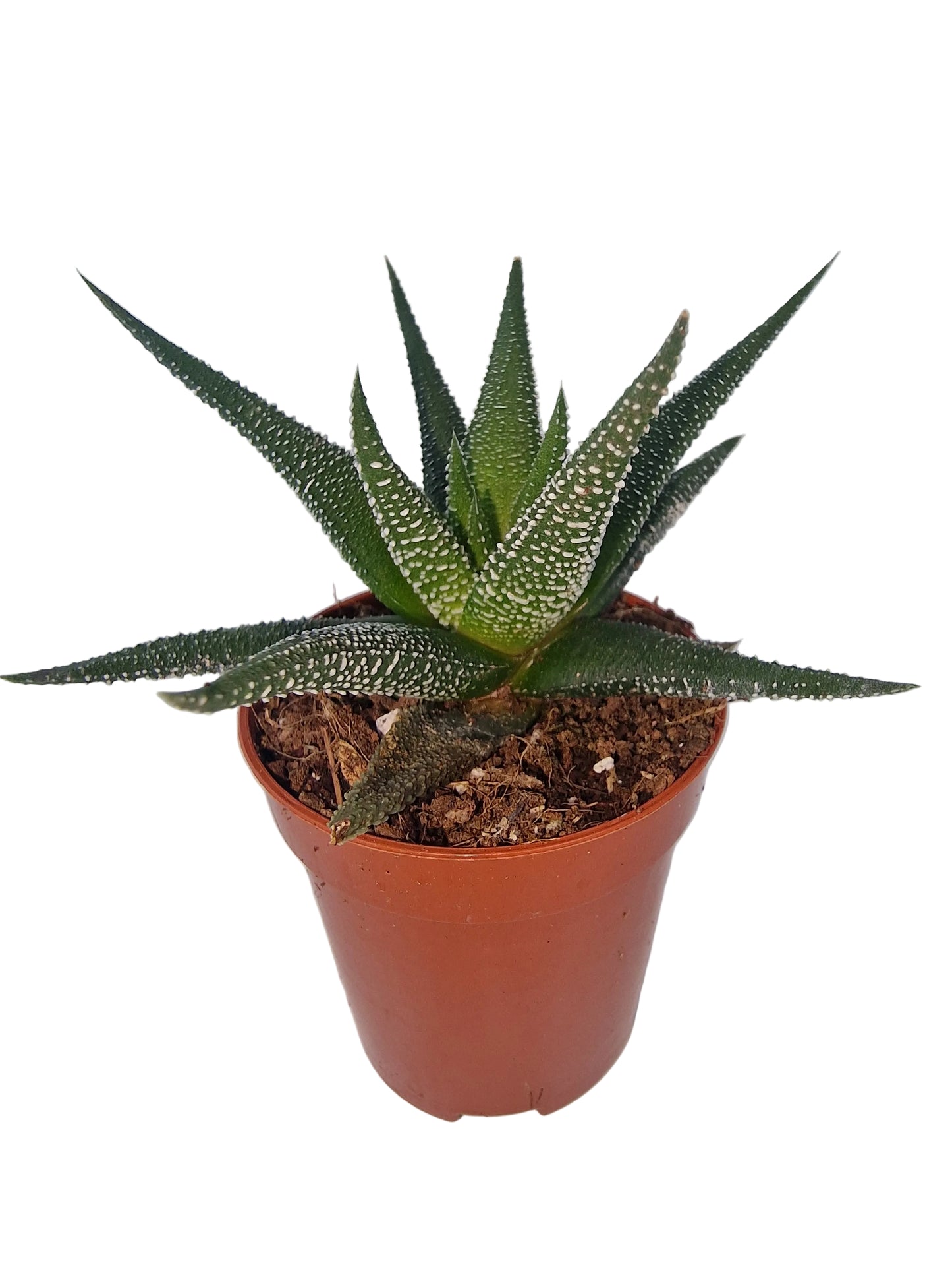 Haworthia fasciata