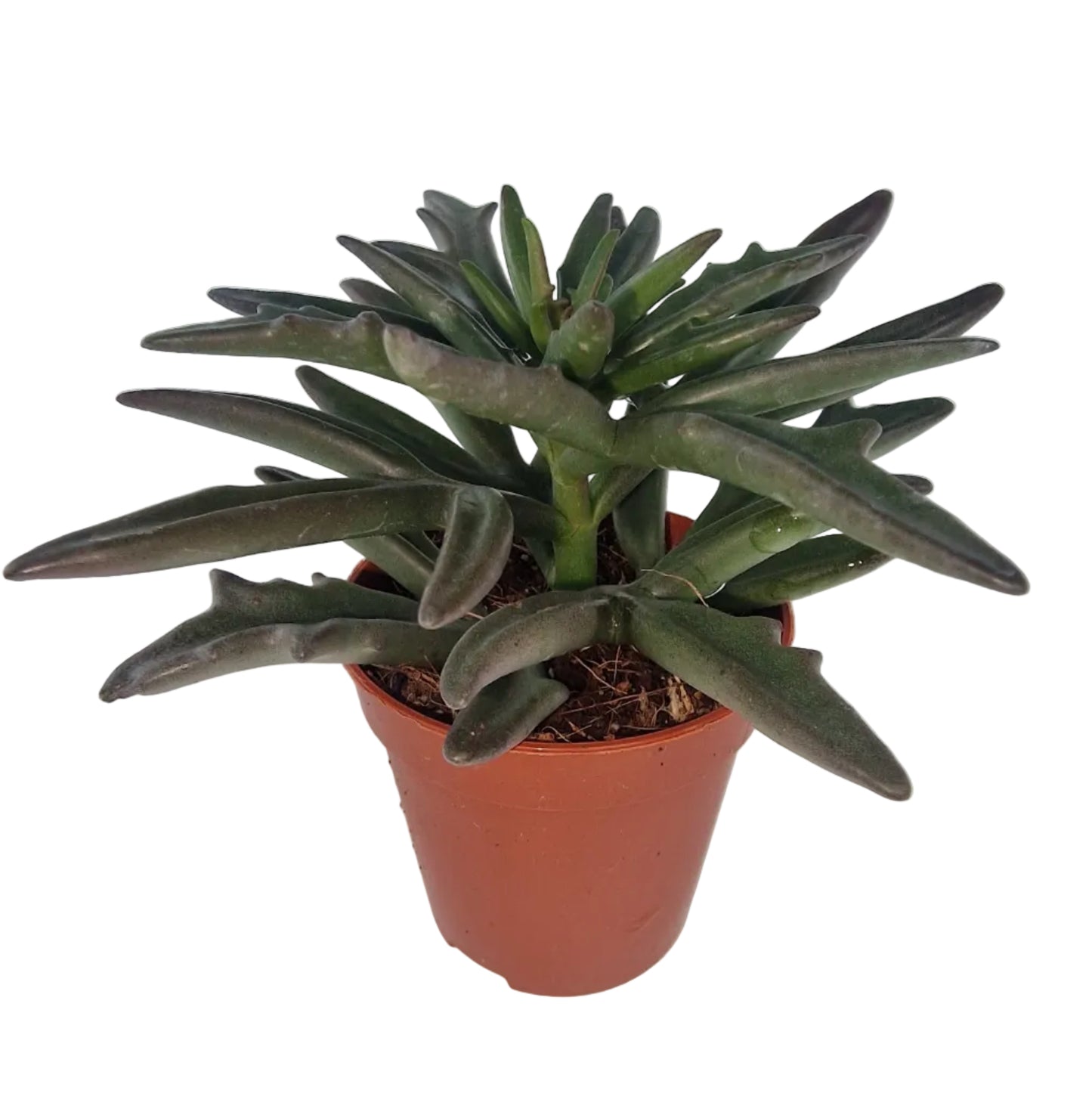 Kalanchoe kewensis