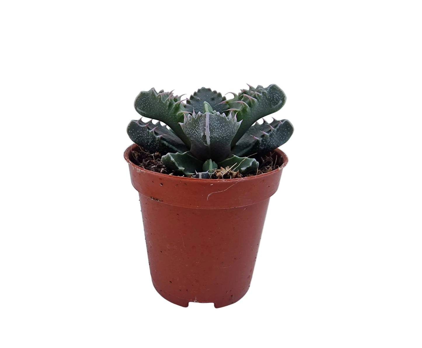 Faucaria tigrina