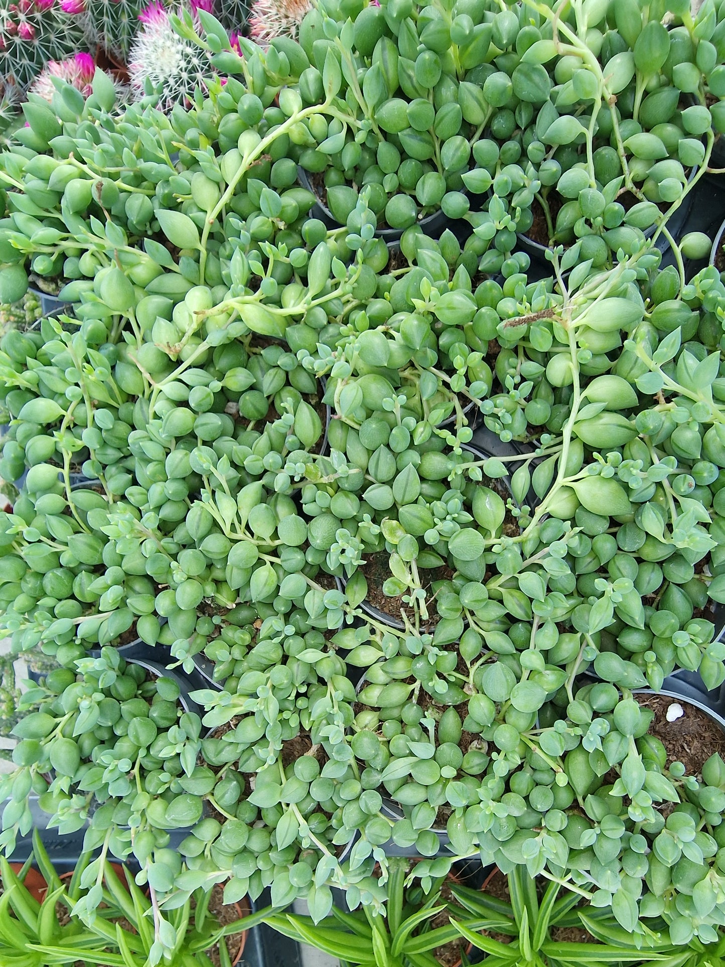 Senecio herianus
