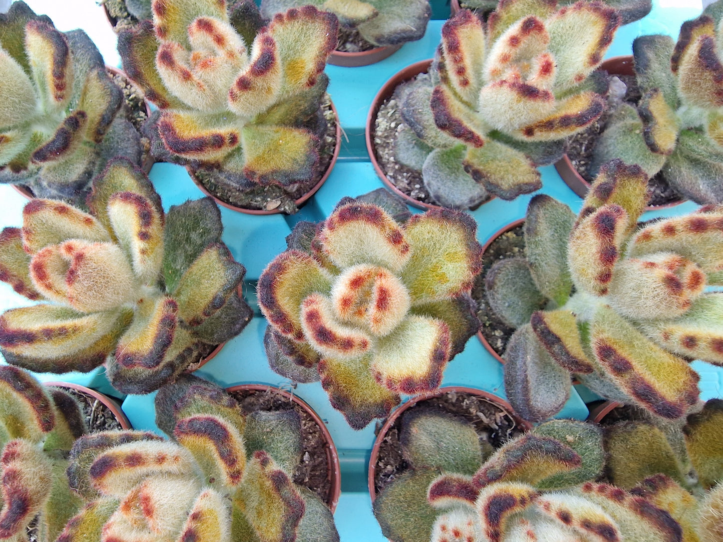 Kalanchoe tomentosa chocolate