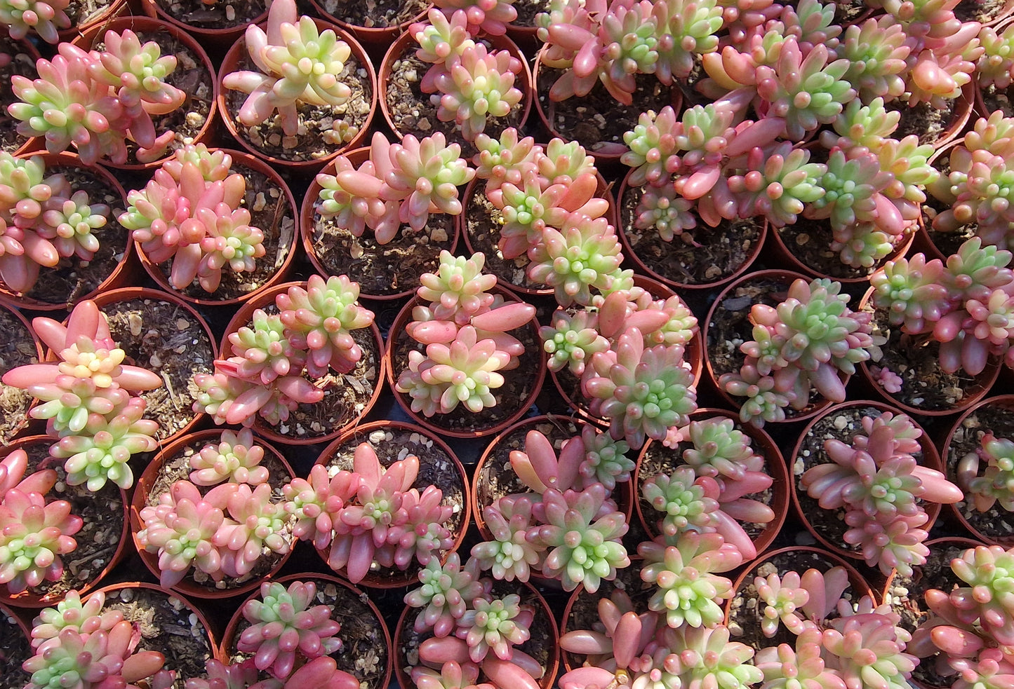 Sedum rubrotinctum
