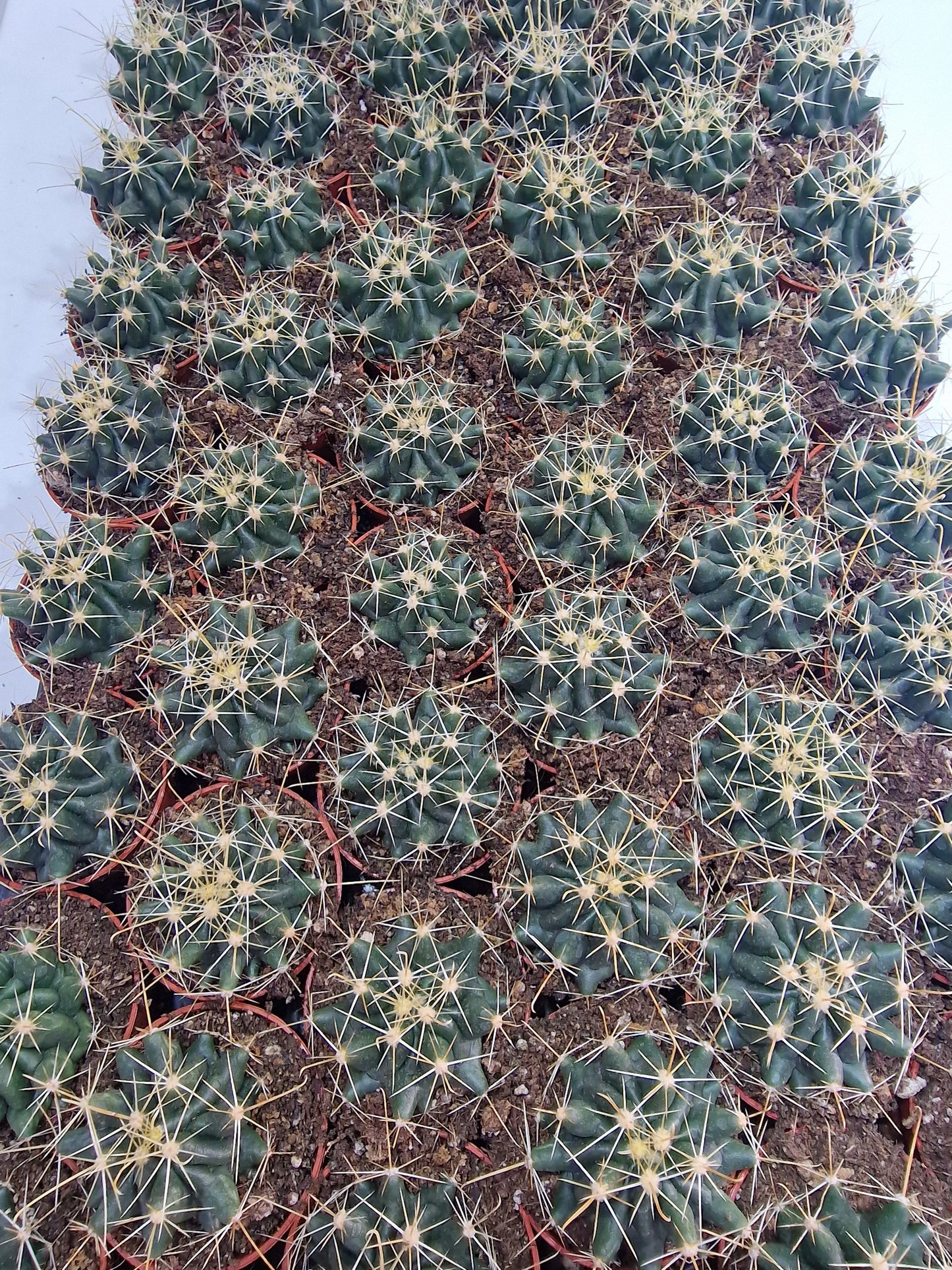 Hamatocactus hamatacanthus