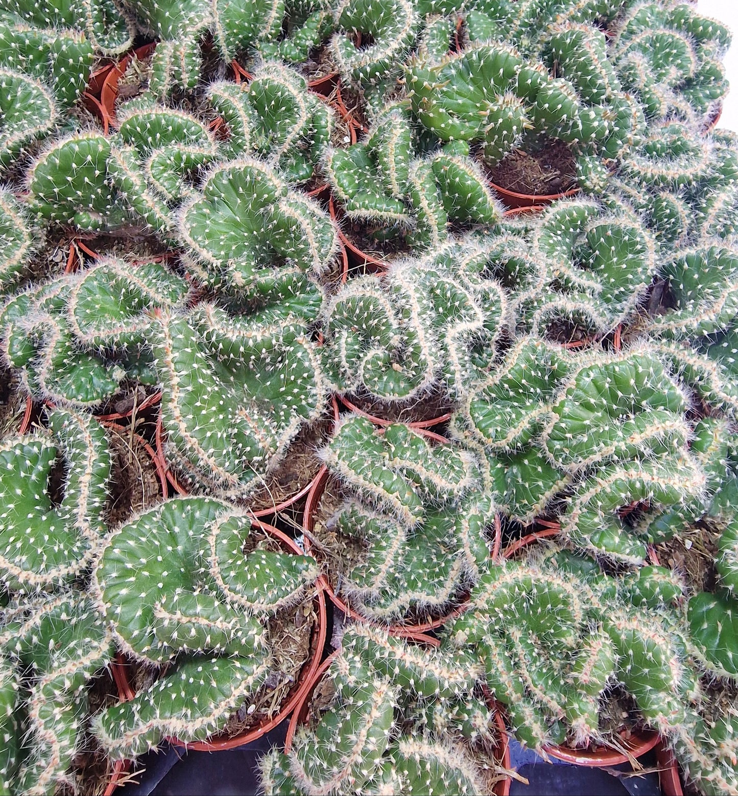 Opuntia cylindrica cristata