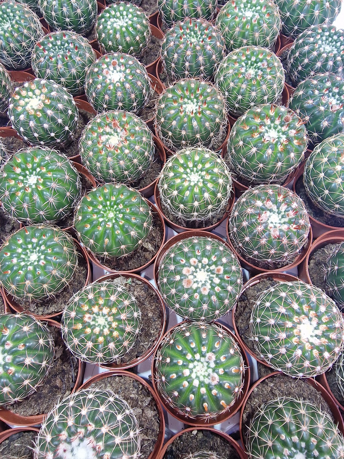 Notocactus uebelmannianus