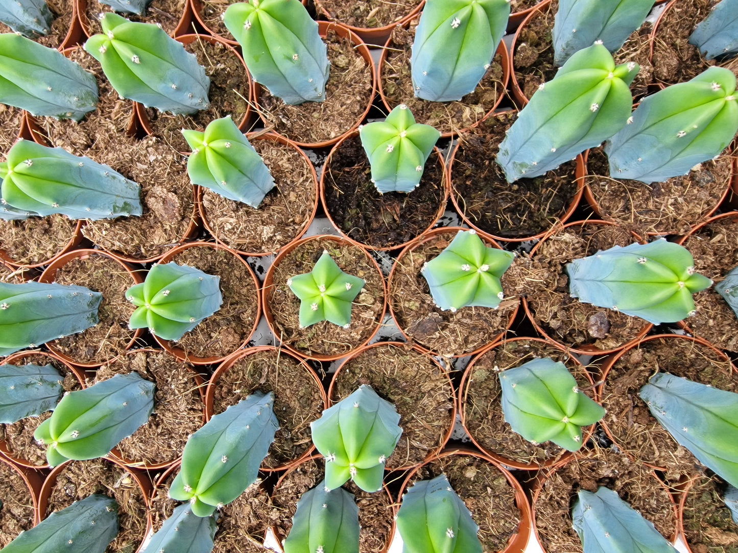 Myrtillocactus geometrizans