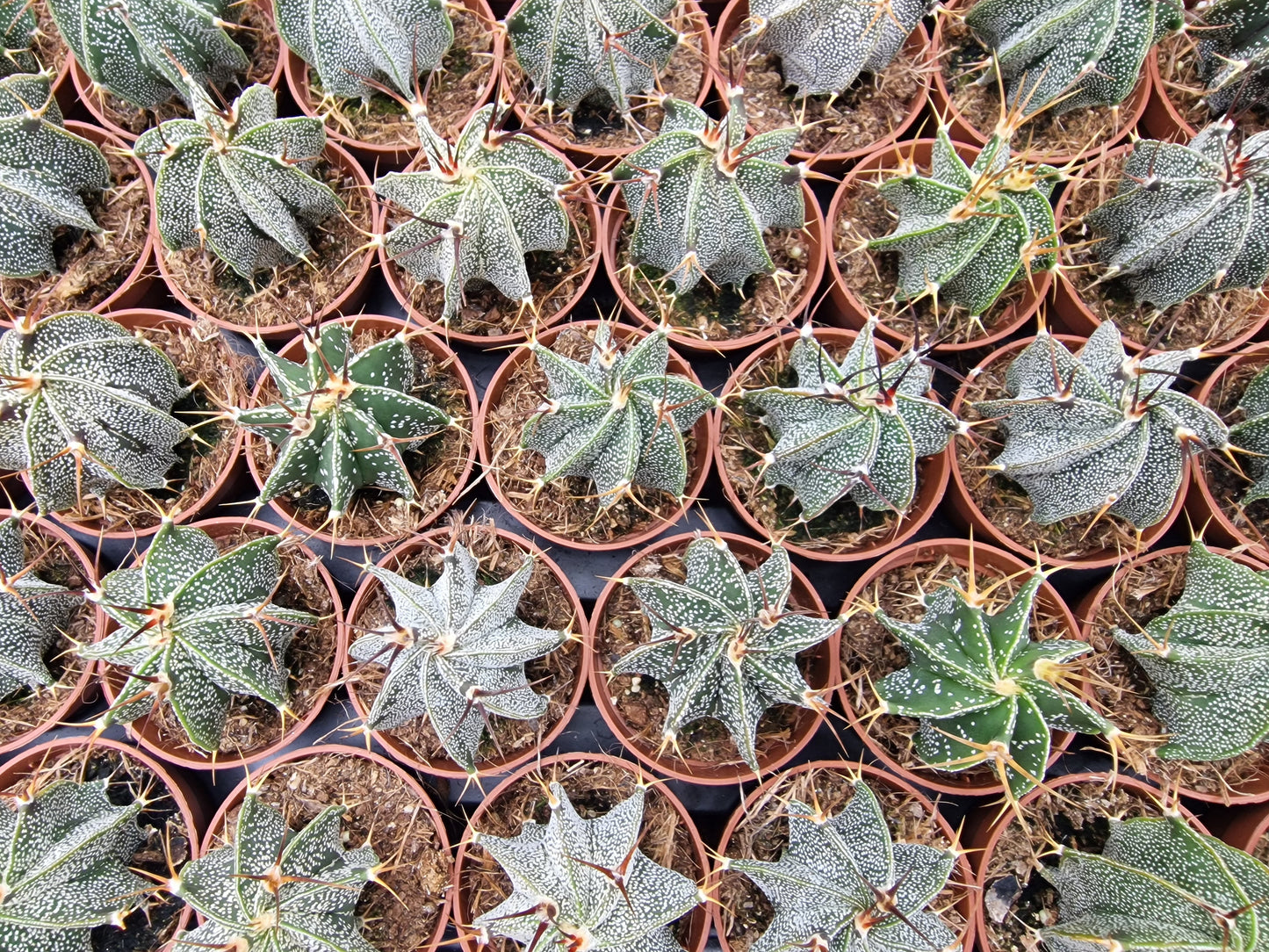 Astrophytum ornatum