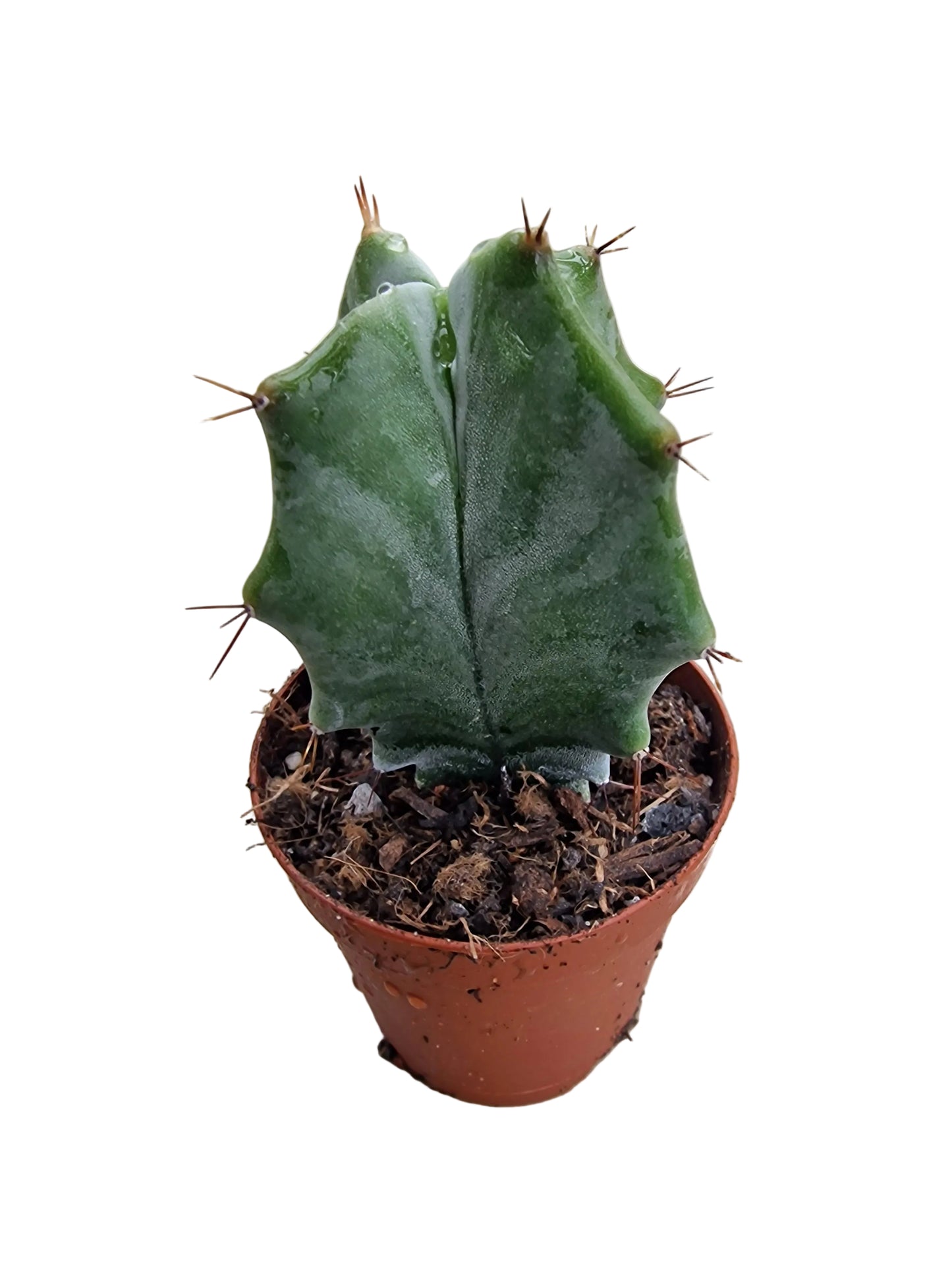 Ritterocereus pruinosus