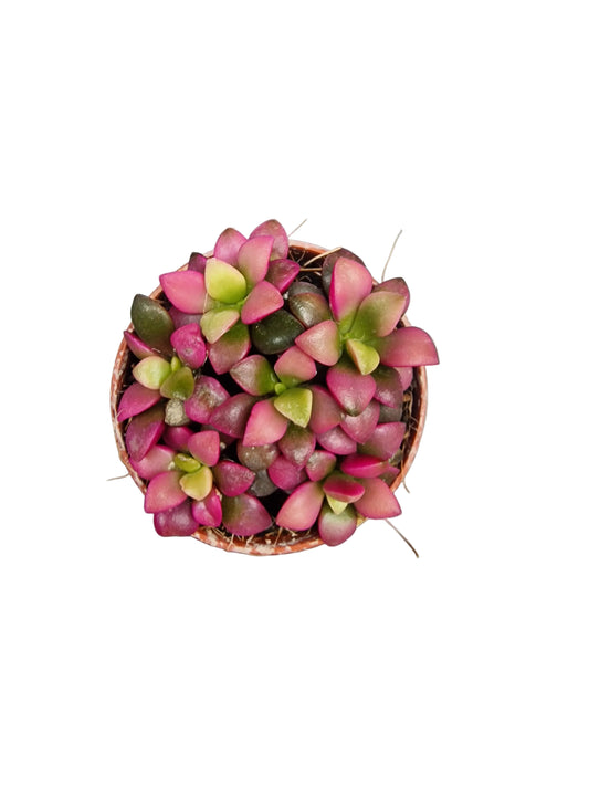 Anacampseros rufescens ‘Sunrise‘