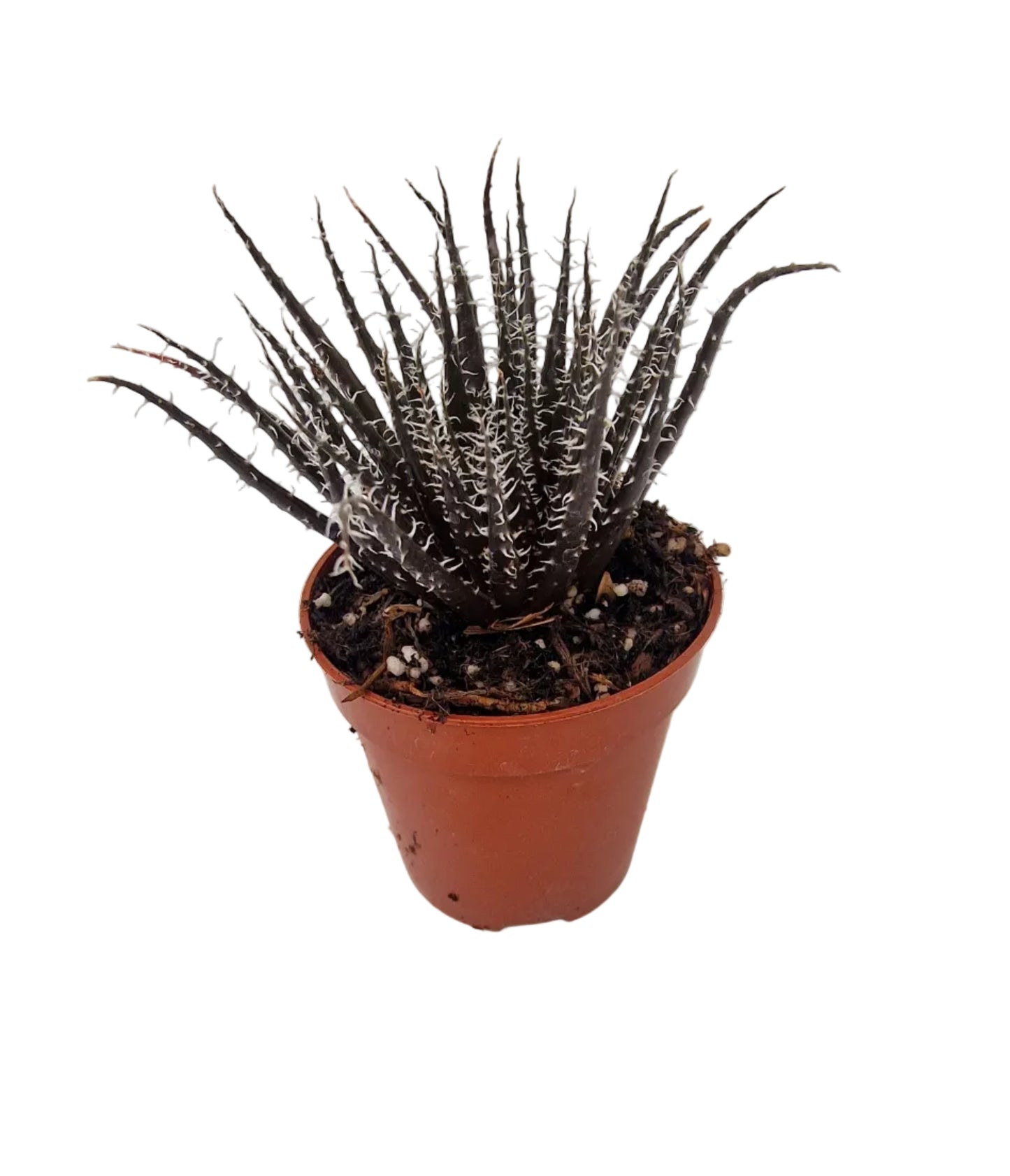Haworthia arachnoidea