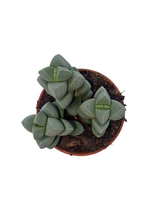 Delosperma lehmannii