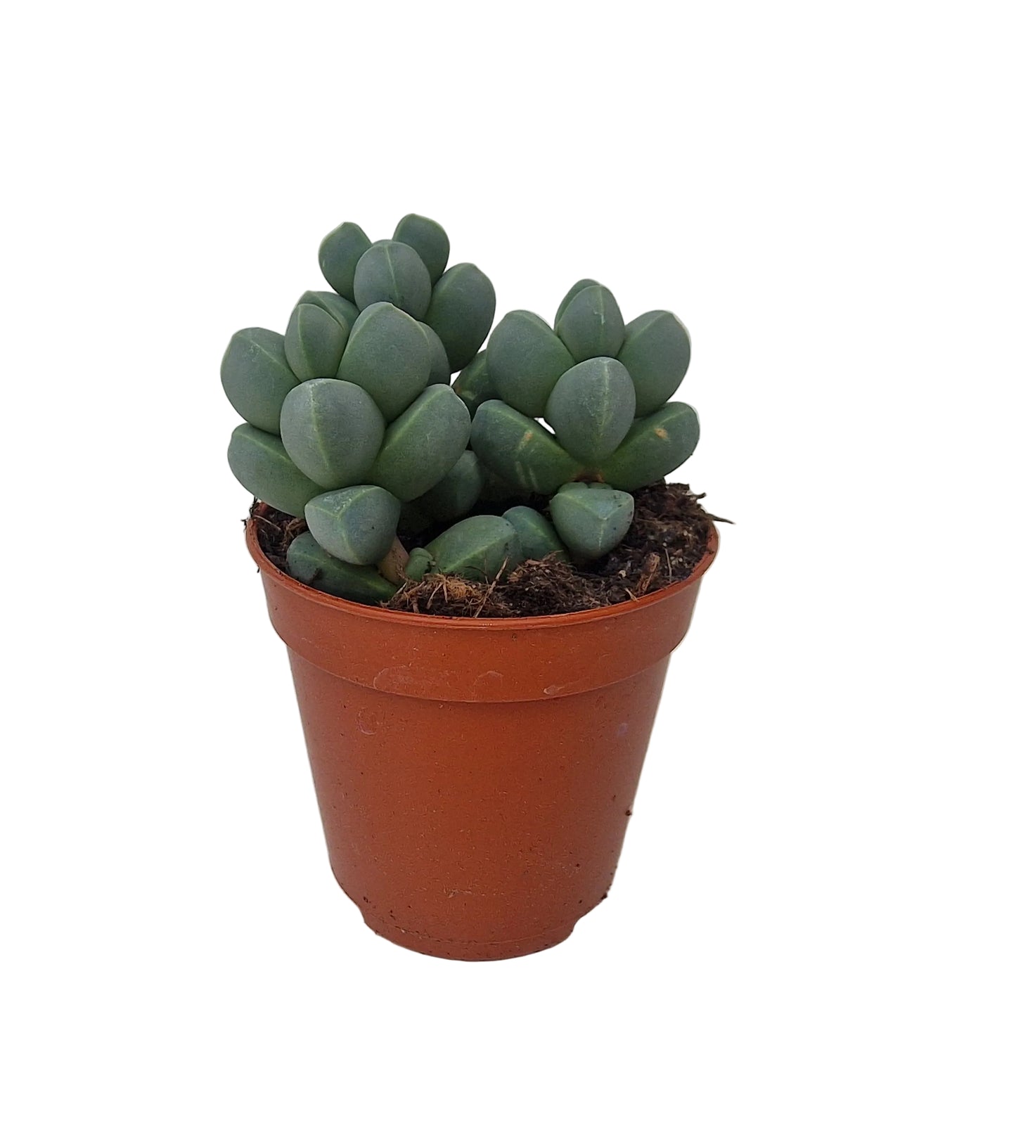 Delosperma lehmannii