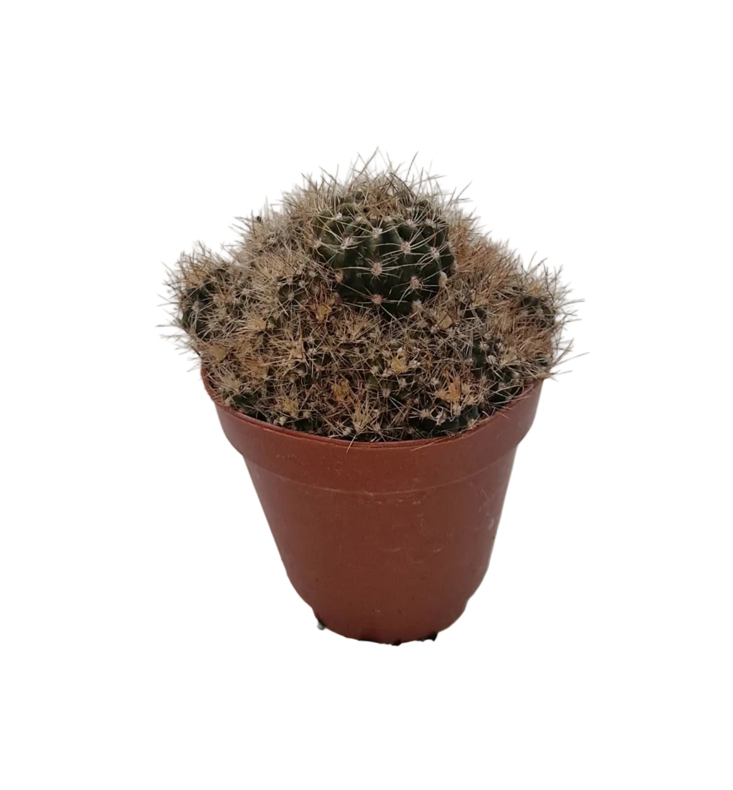Rebutia brunnescens Hybride