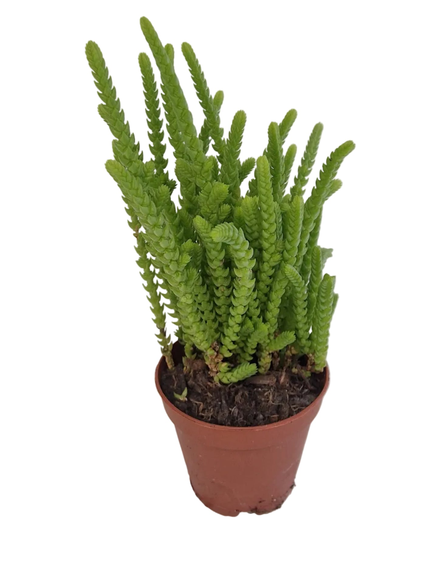 Crassula lycopodioides