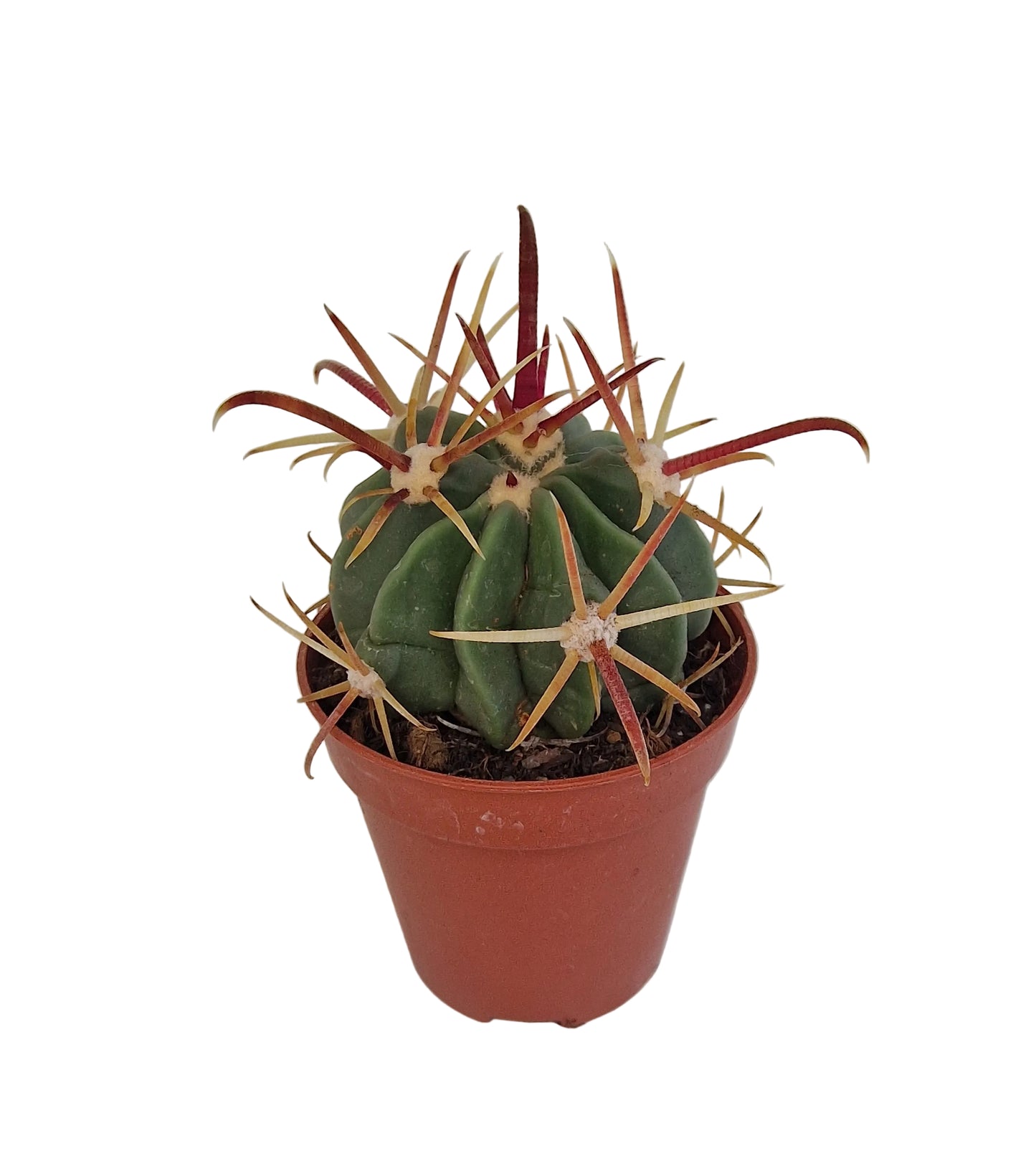 Ferocactus latispinus