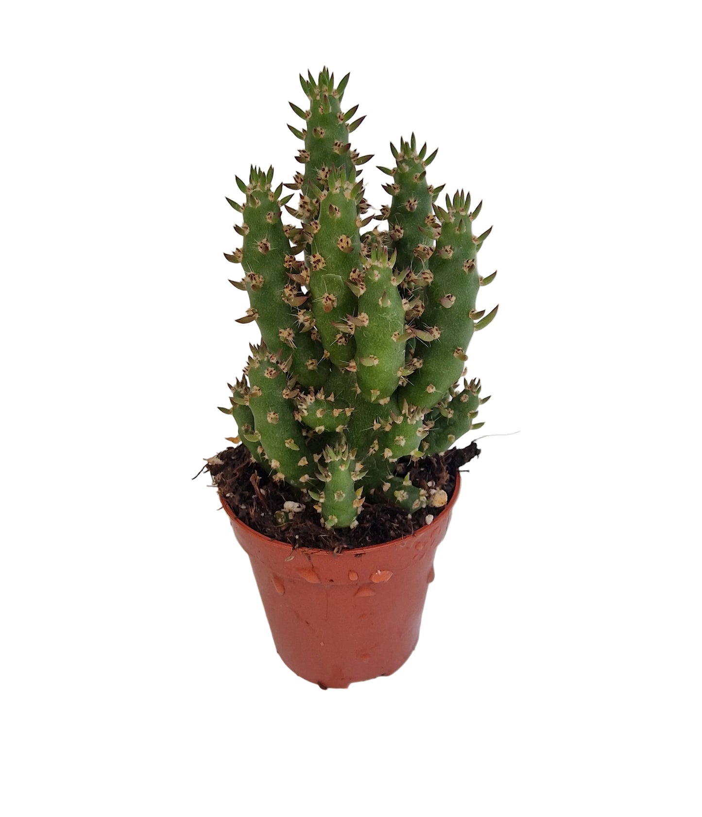 Opuntia subulata
