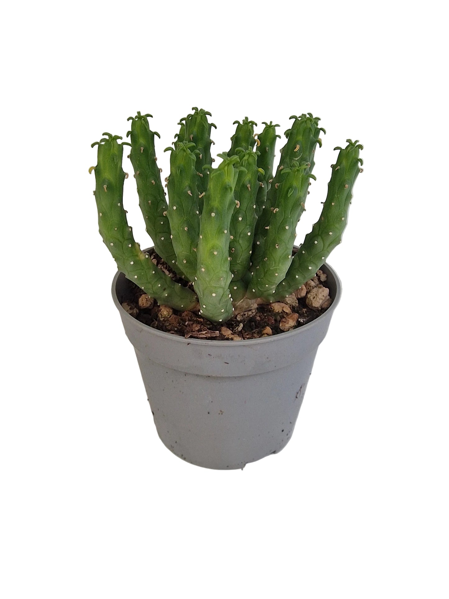Euphorbia inermis