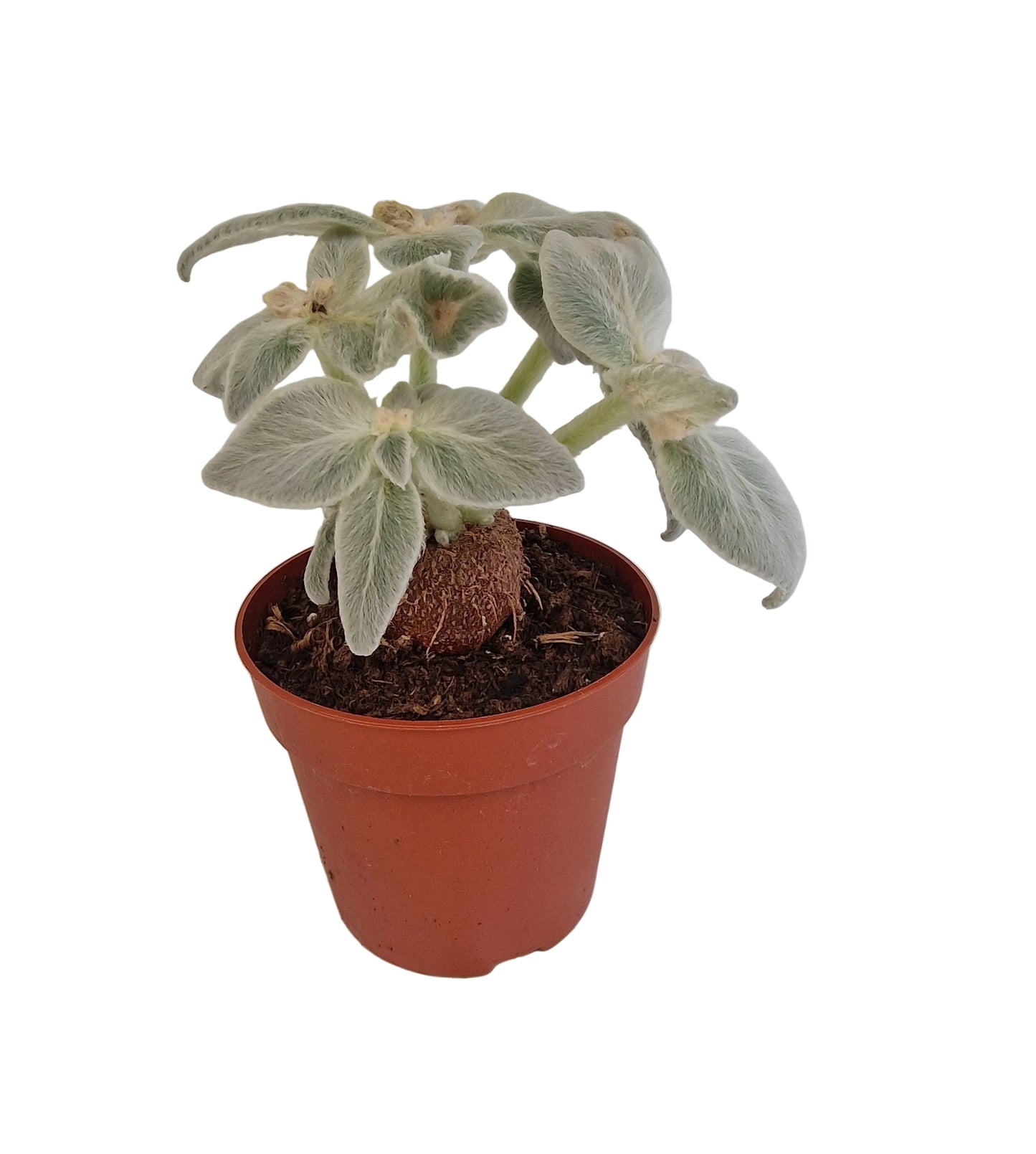 Sinningia leucotricha