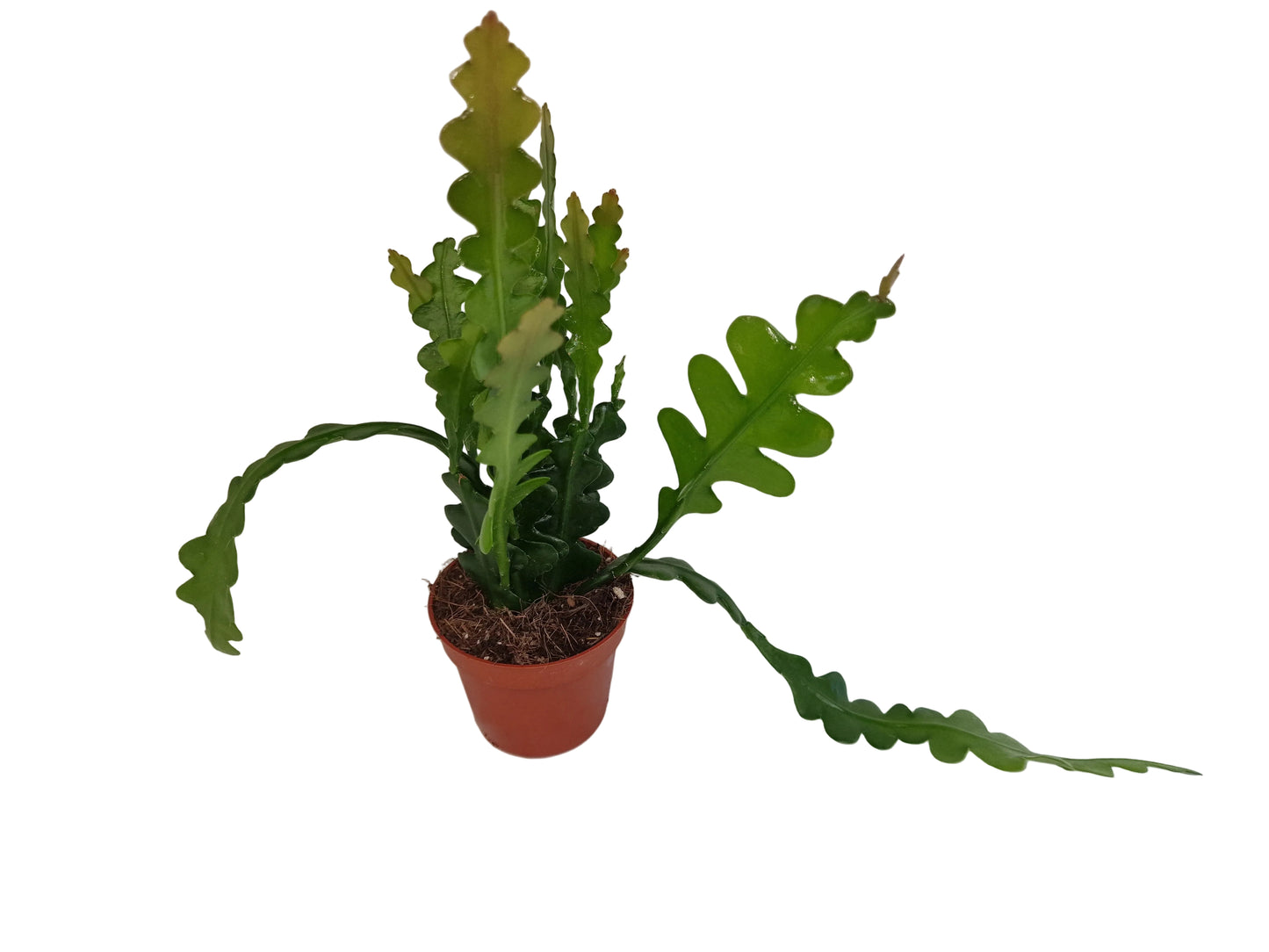 Epiphyllum anguliger