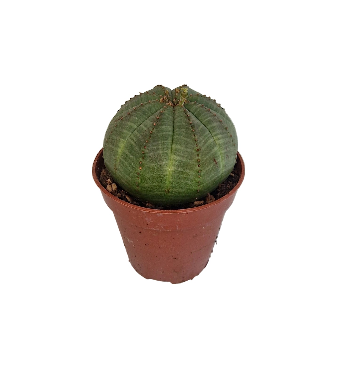 Euphorbia obesa