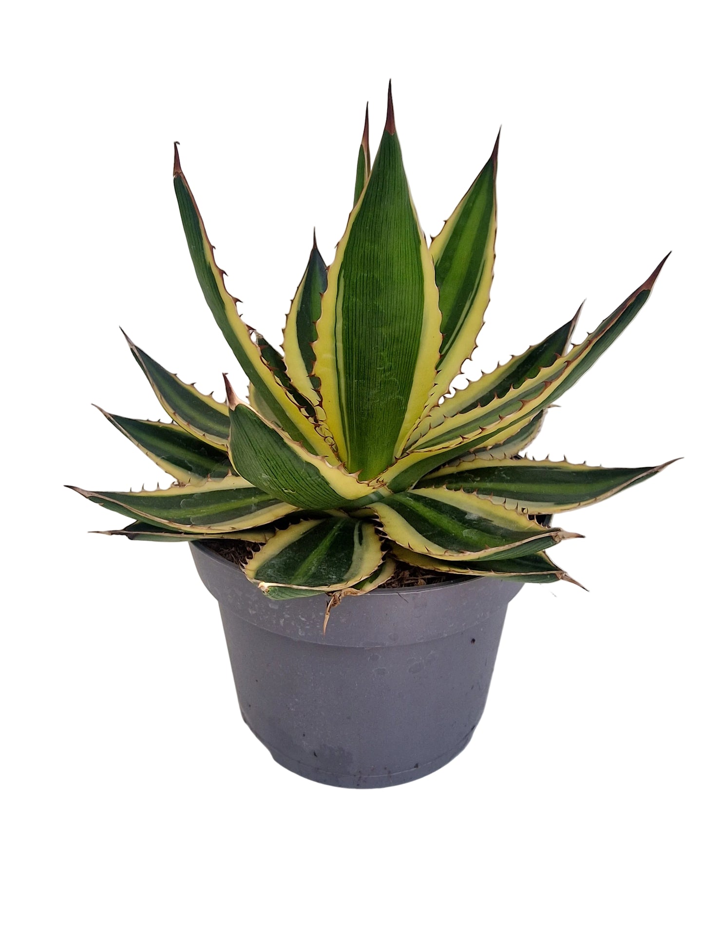 Agave lophanta Quadricolor