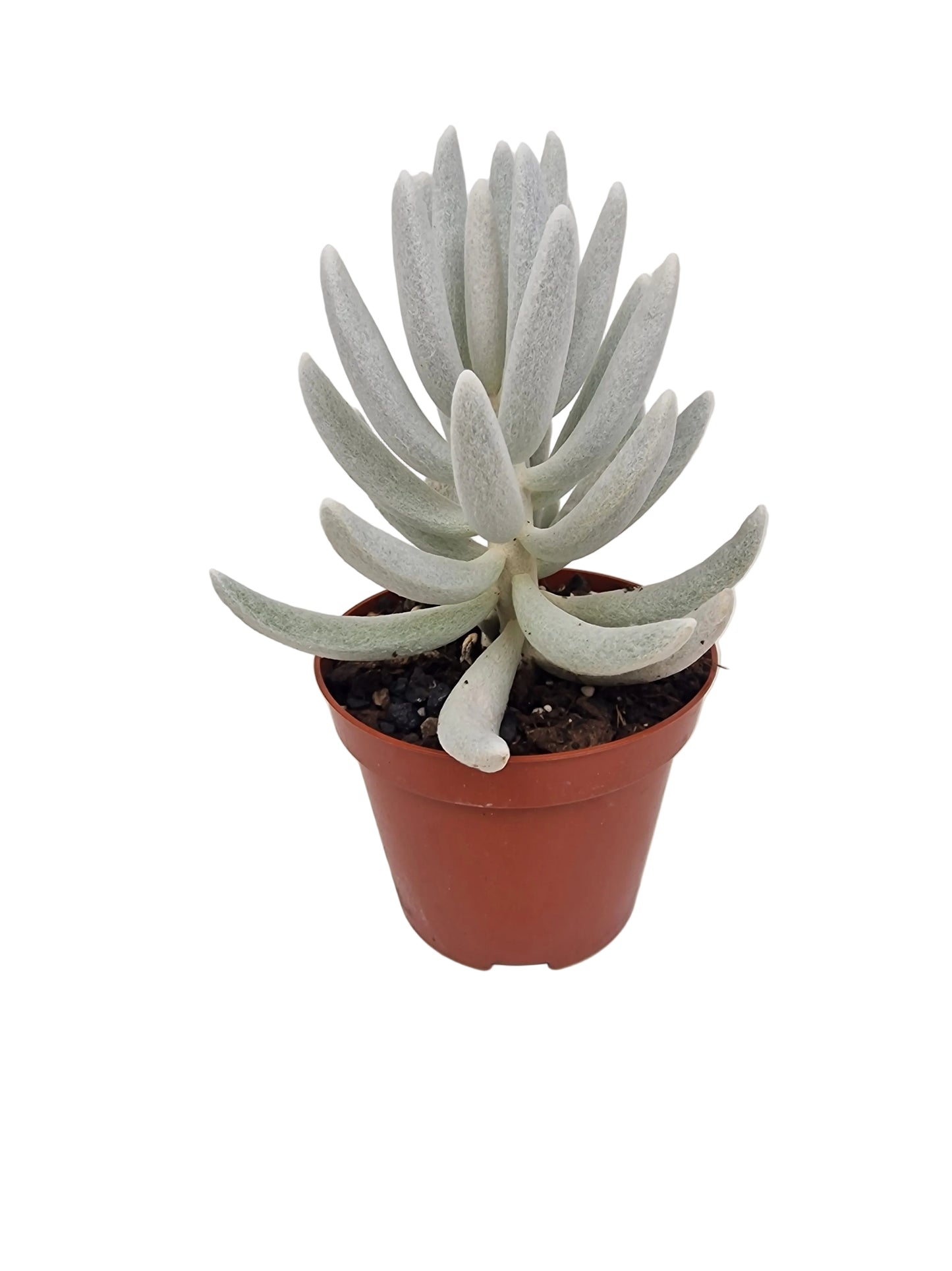 Senecio haworthii