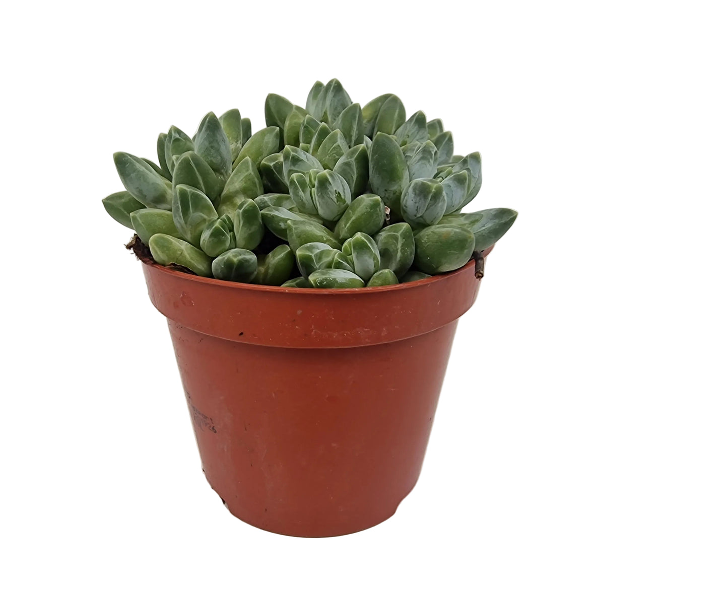 Pachyphytum compactum