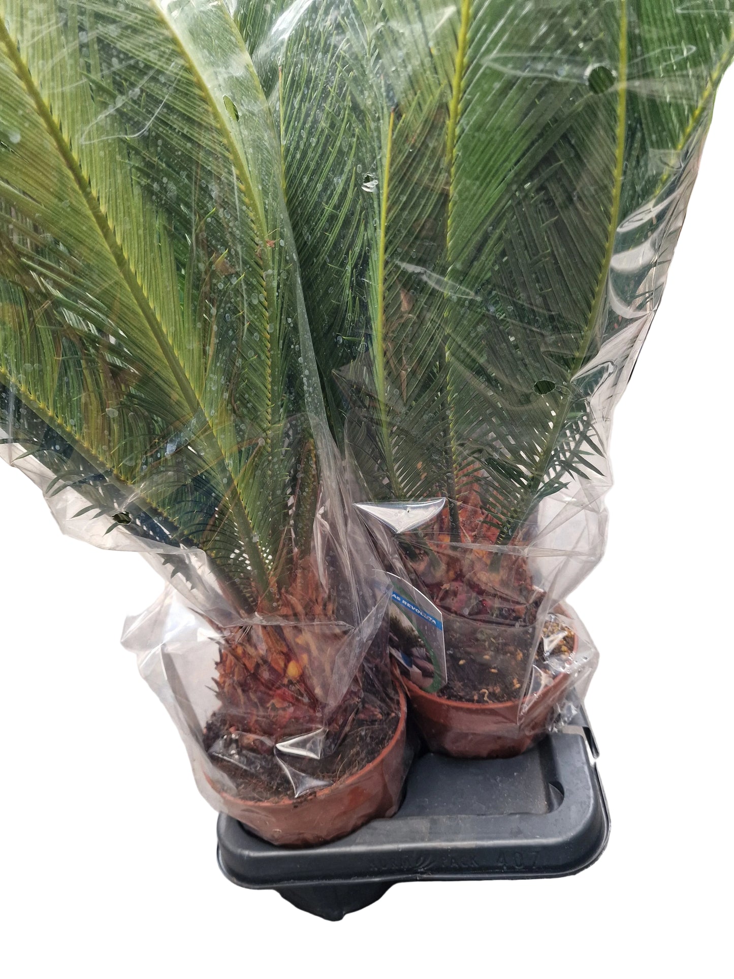 Cycas revoluta