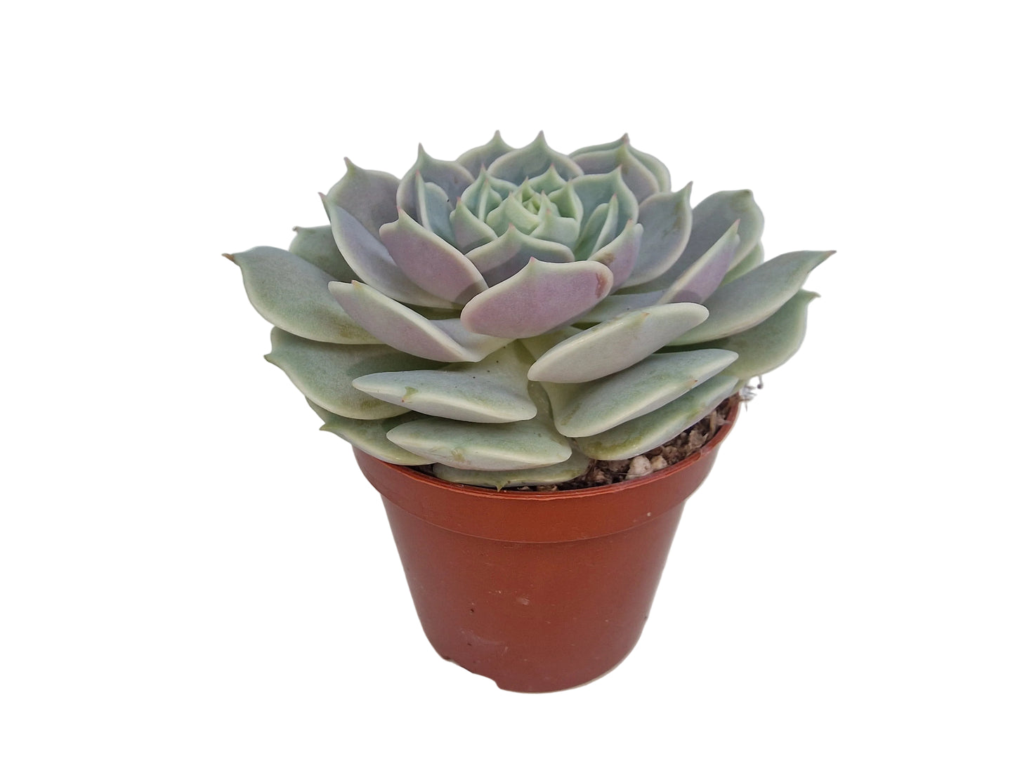 Echeveria `Lola´