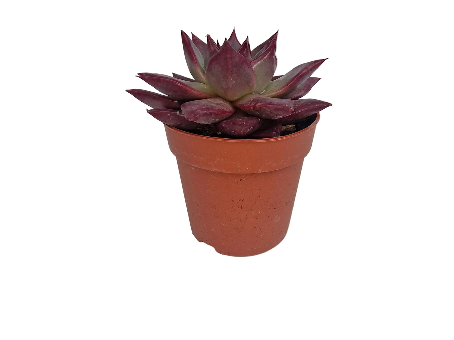 Echeveria agavoides `Atlas´