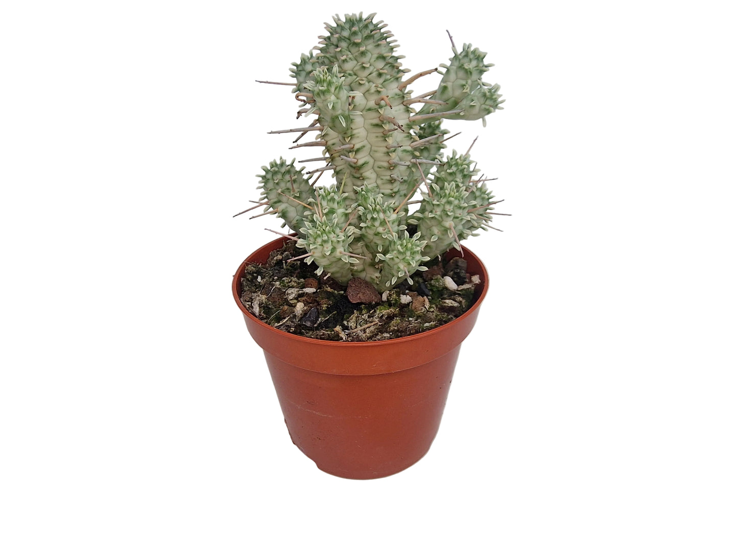 Euphorbia mammillaris variegata