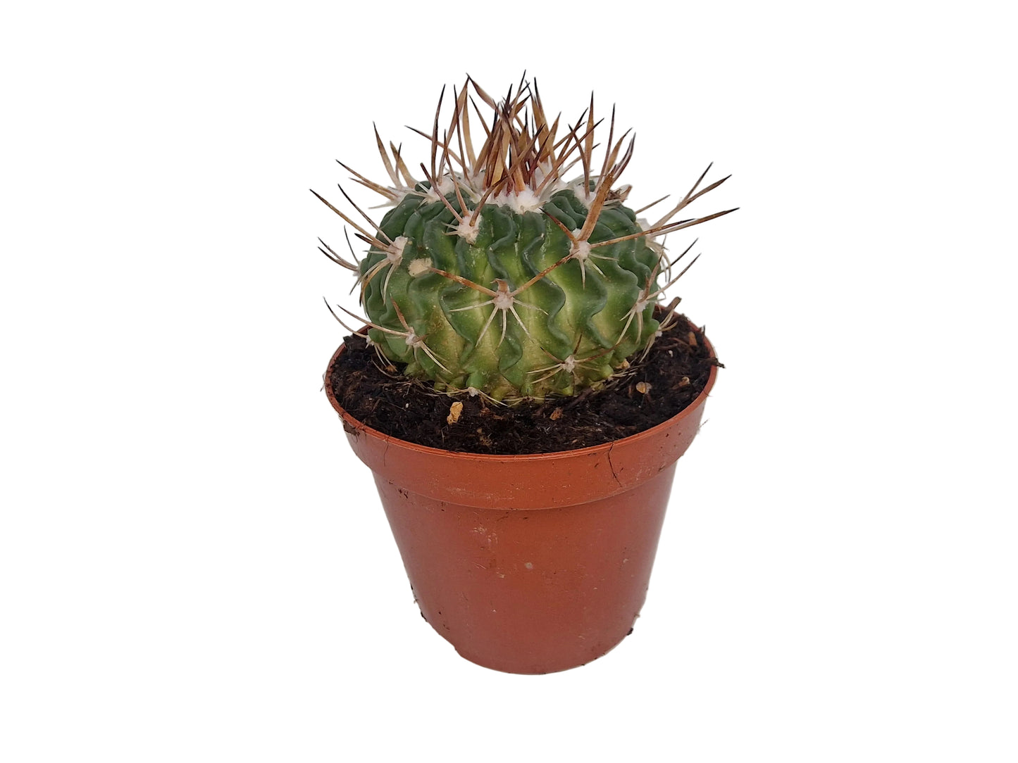 Echinofossulocactus multicostatus