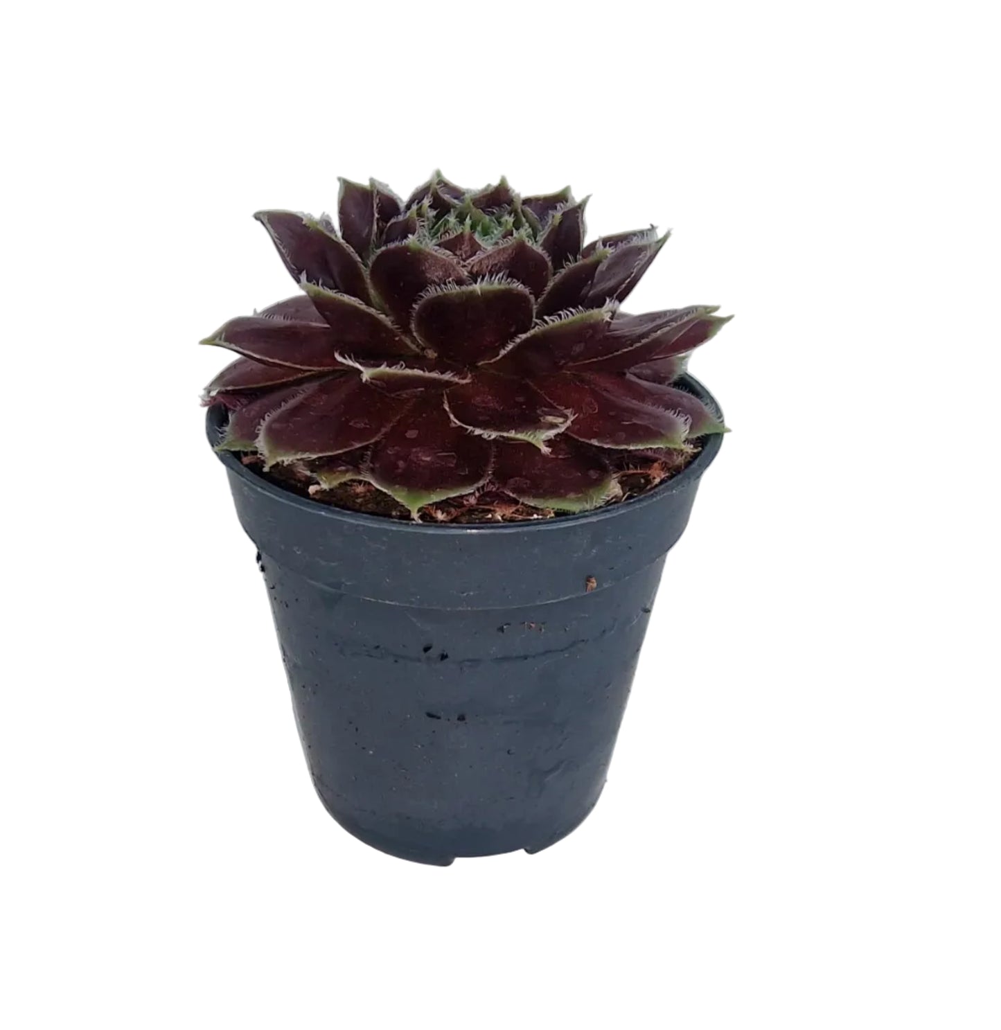 Sempervivum noir frost hybride