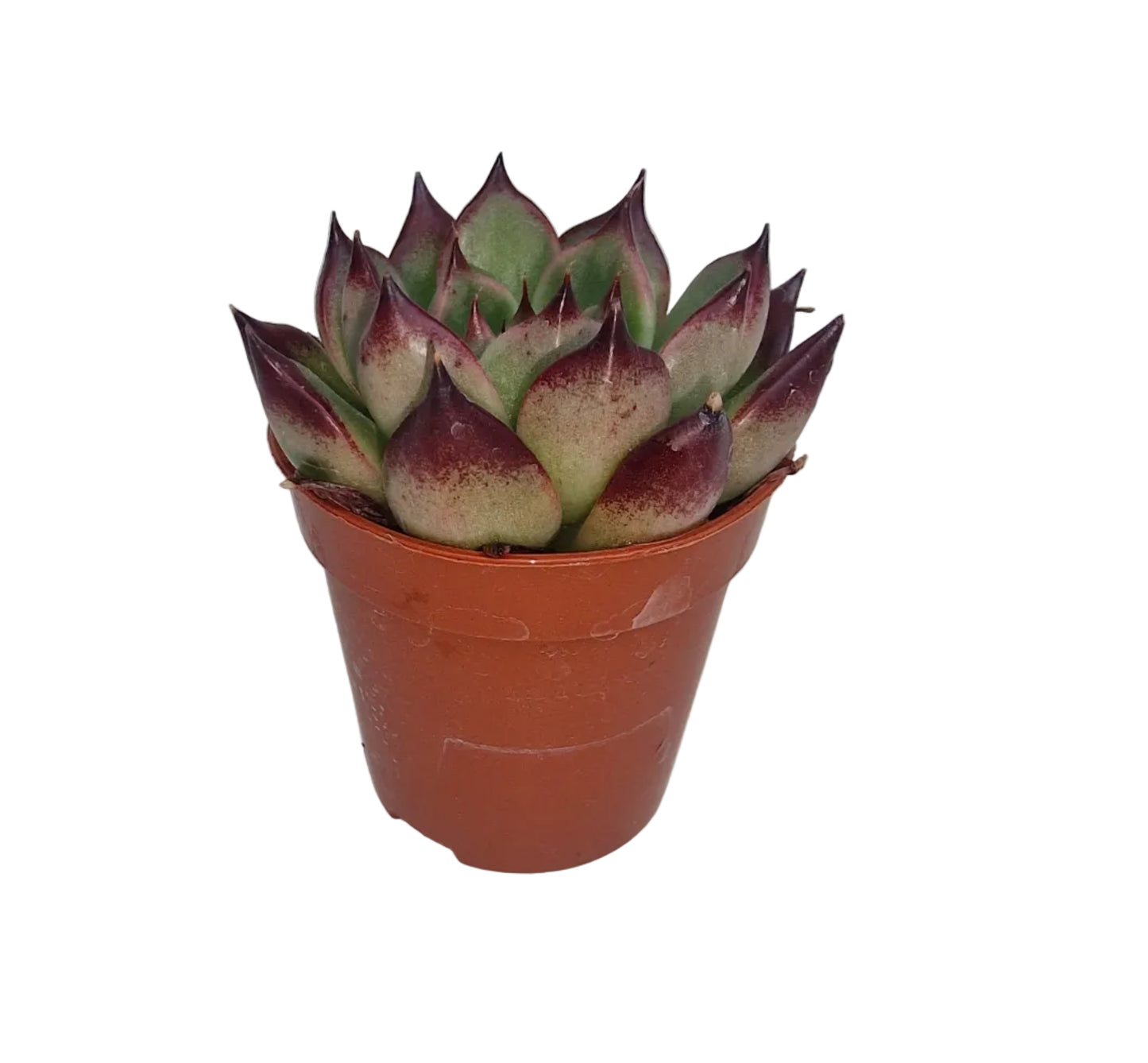 Echeveria ebony hybride
