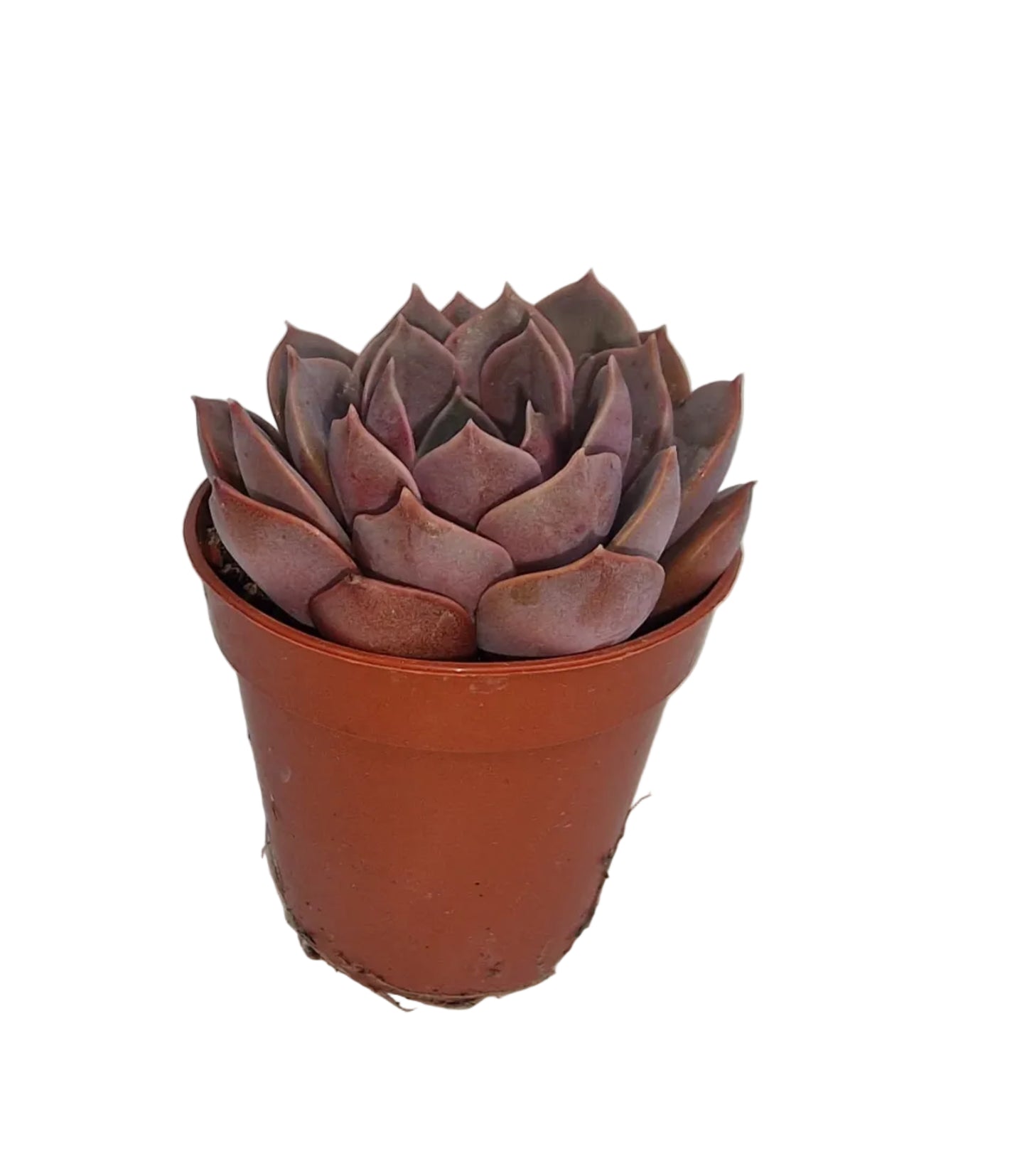 Echeveria mina Hybride