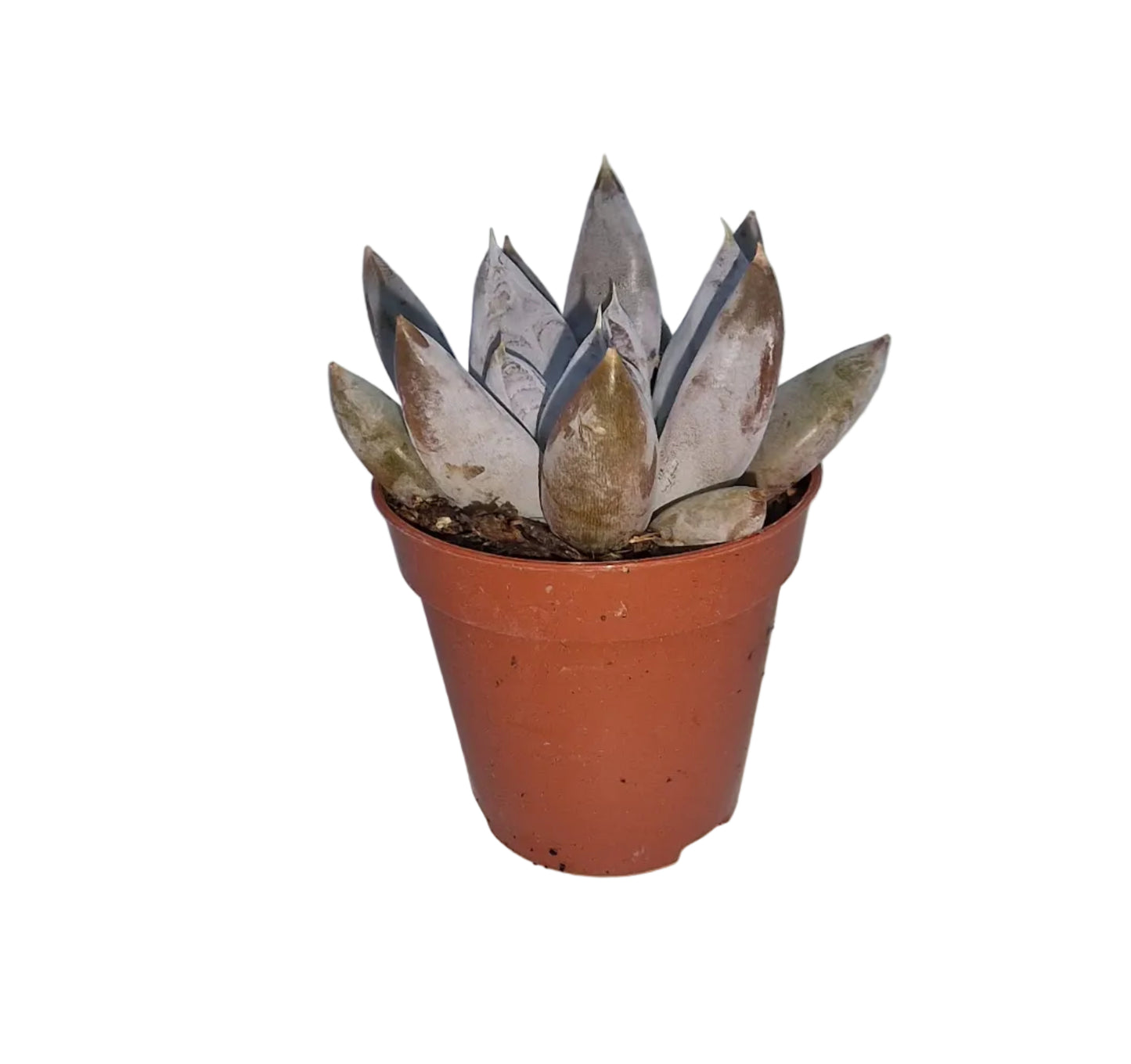 Echeveria tolimanensis