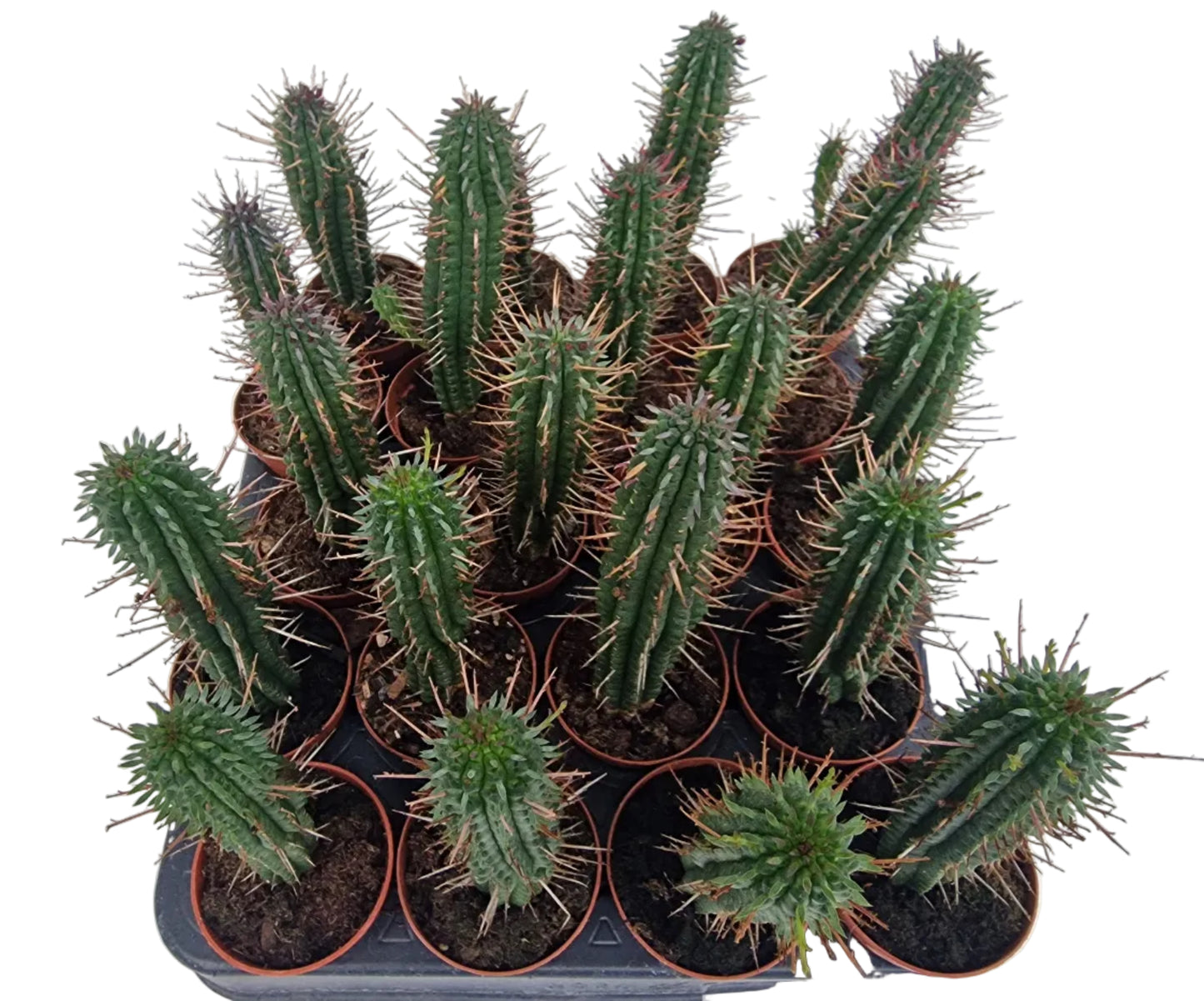 Euphorbia fimbriata