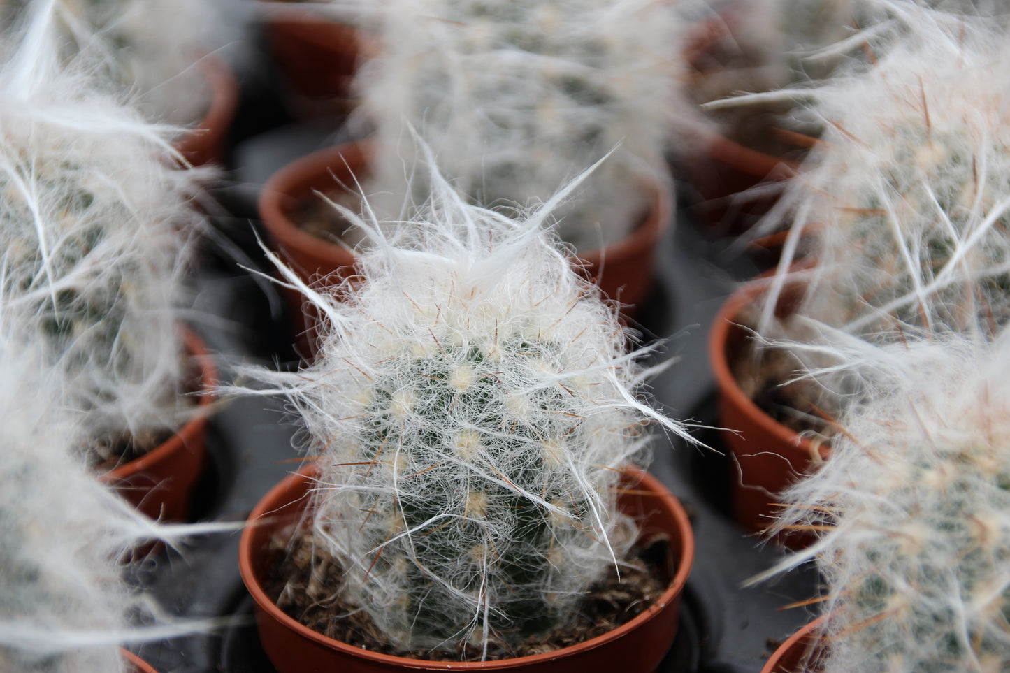 Oreocereus trollii
