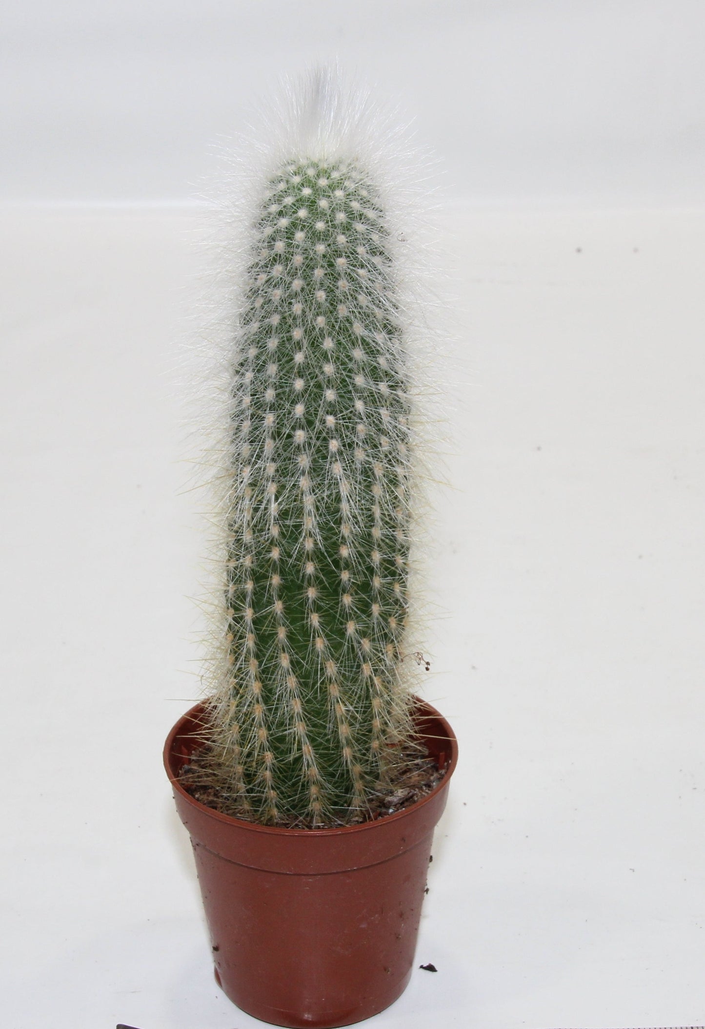 Cleistocactus strausii