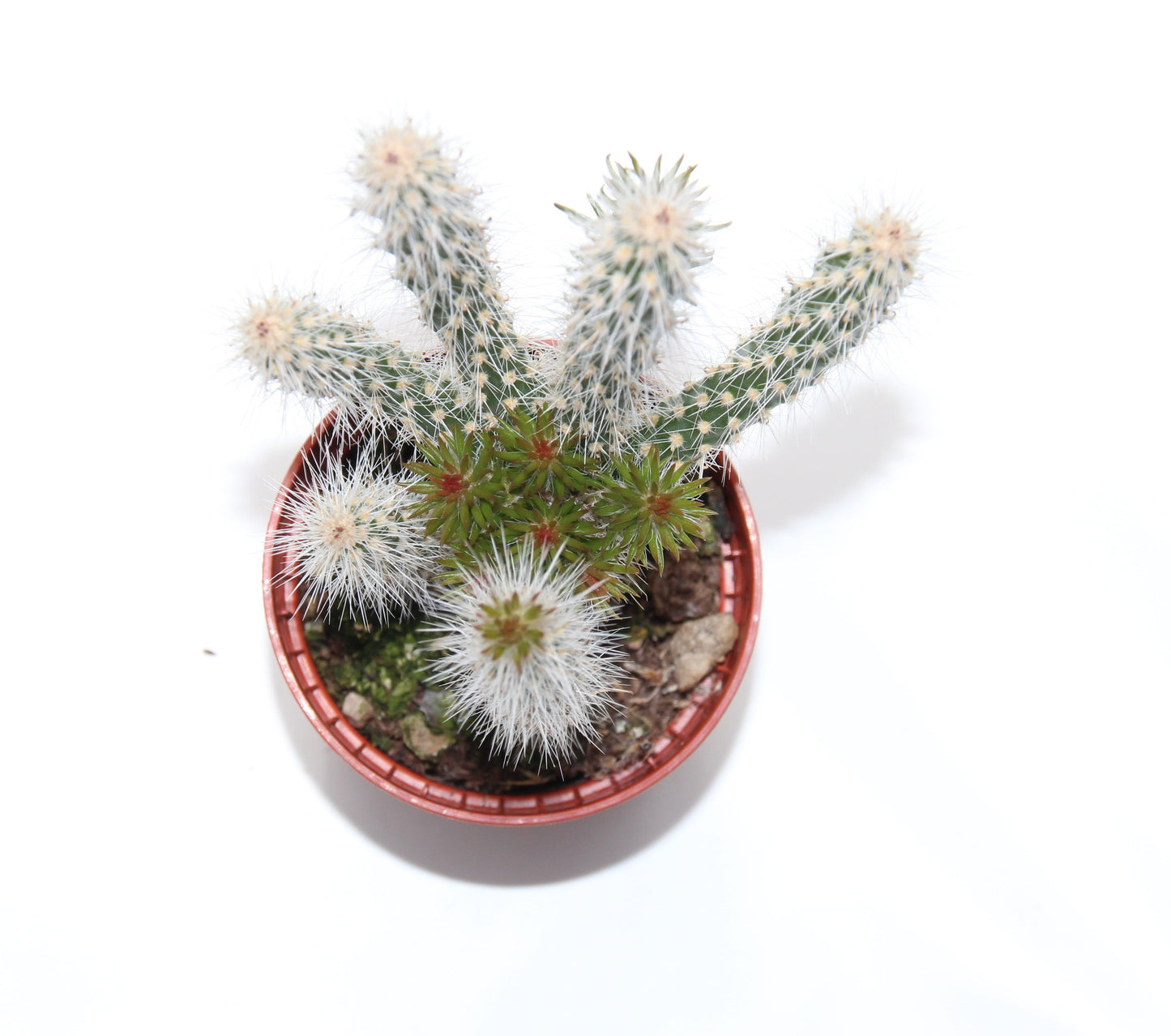 Opuntia spinosior