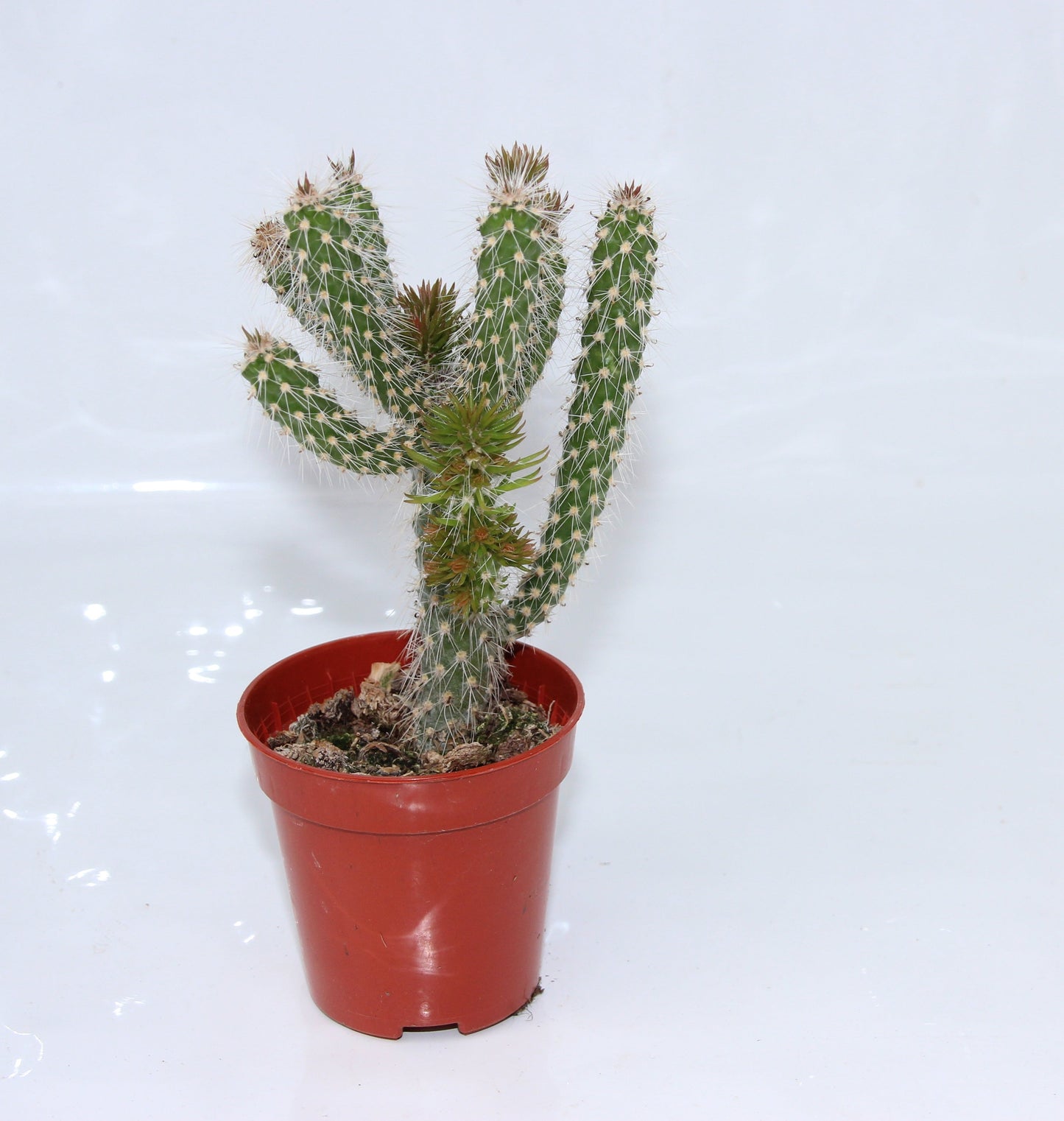Opuntia spinosior