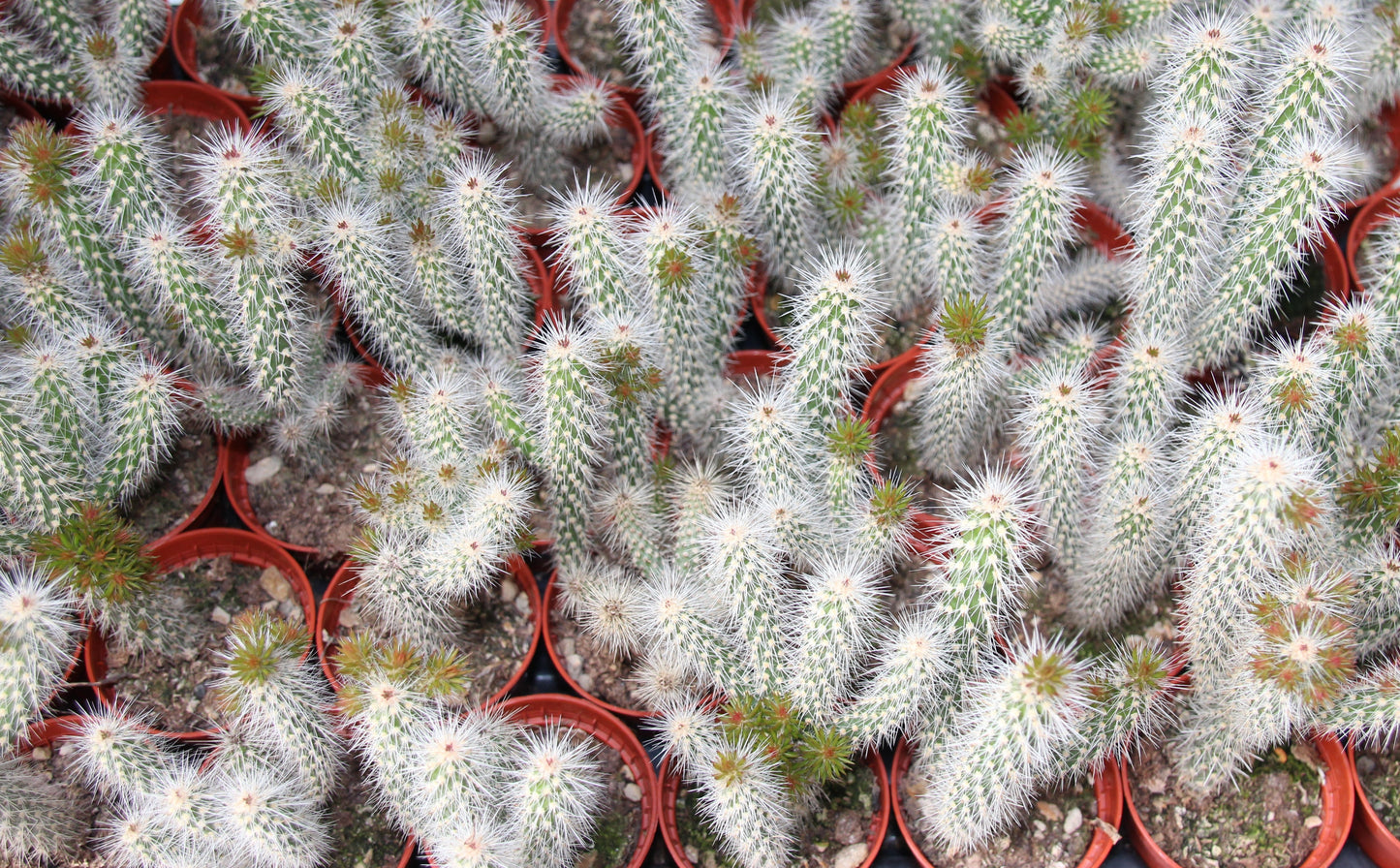 Opuntia spinosior