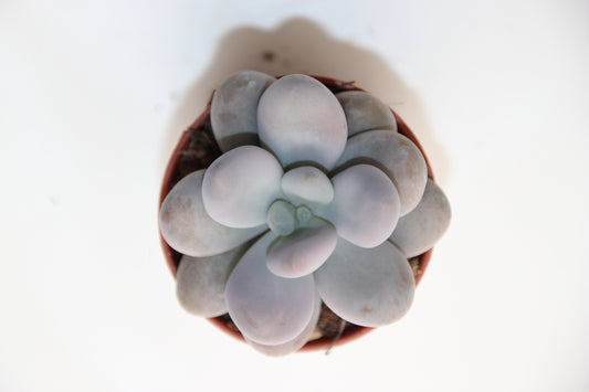 Pachyphytum oviferum