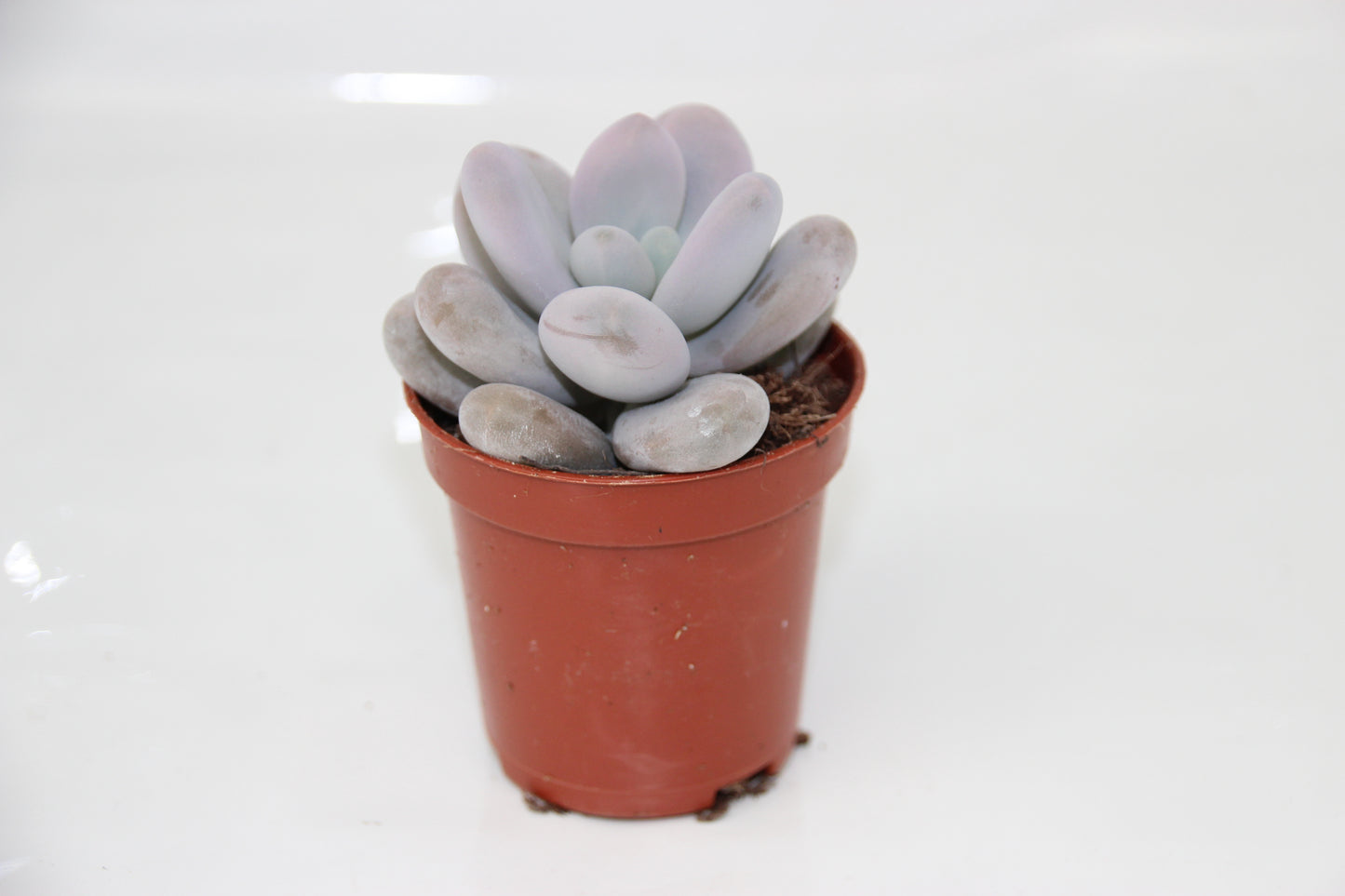 Pachyphytum oviferum