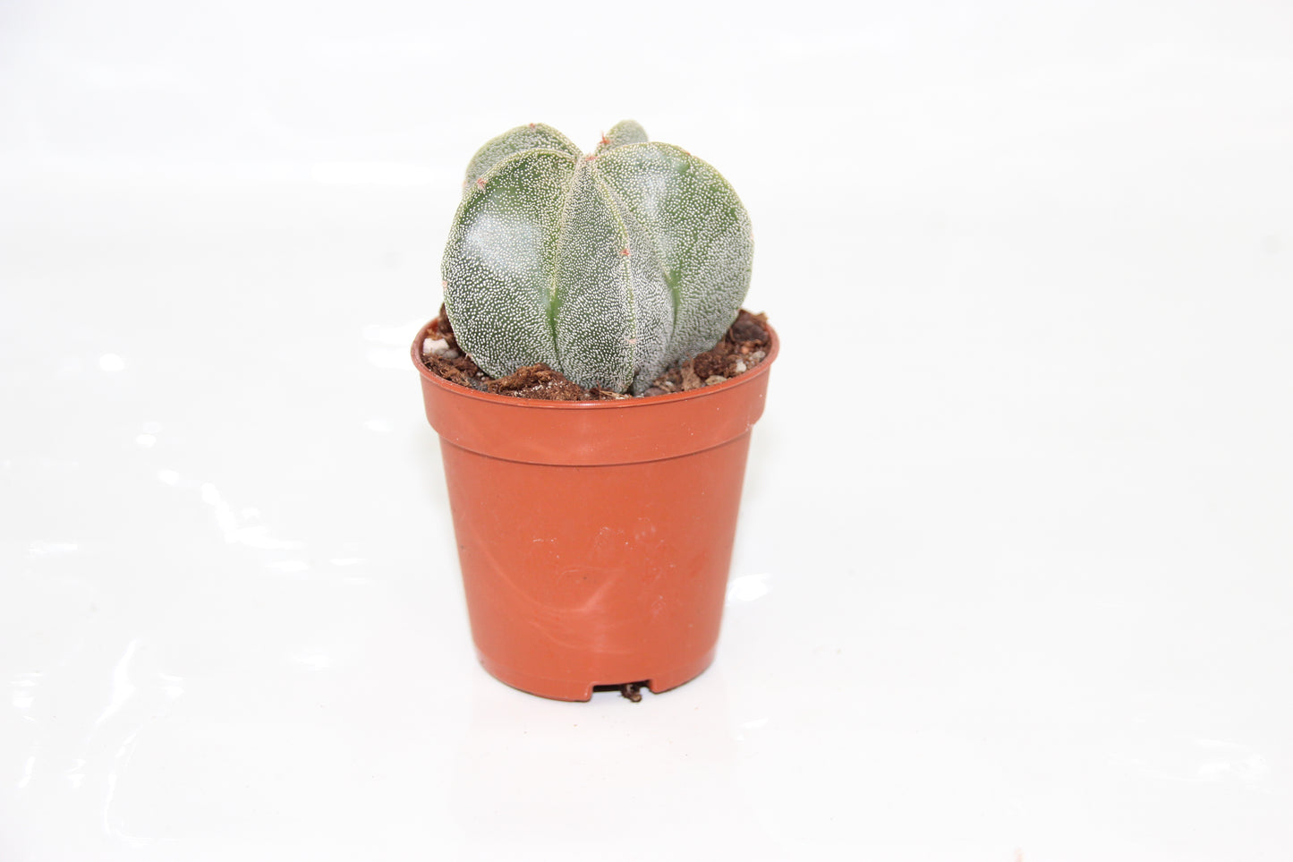 Astrophytum myrostigma