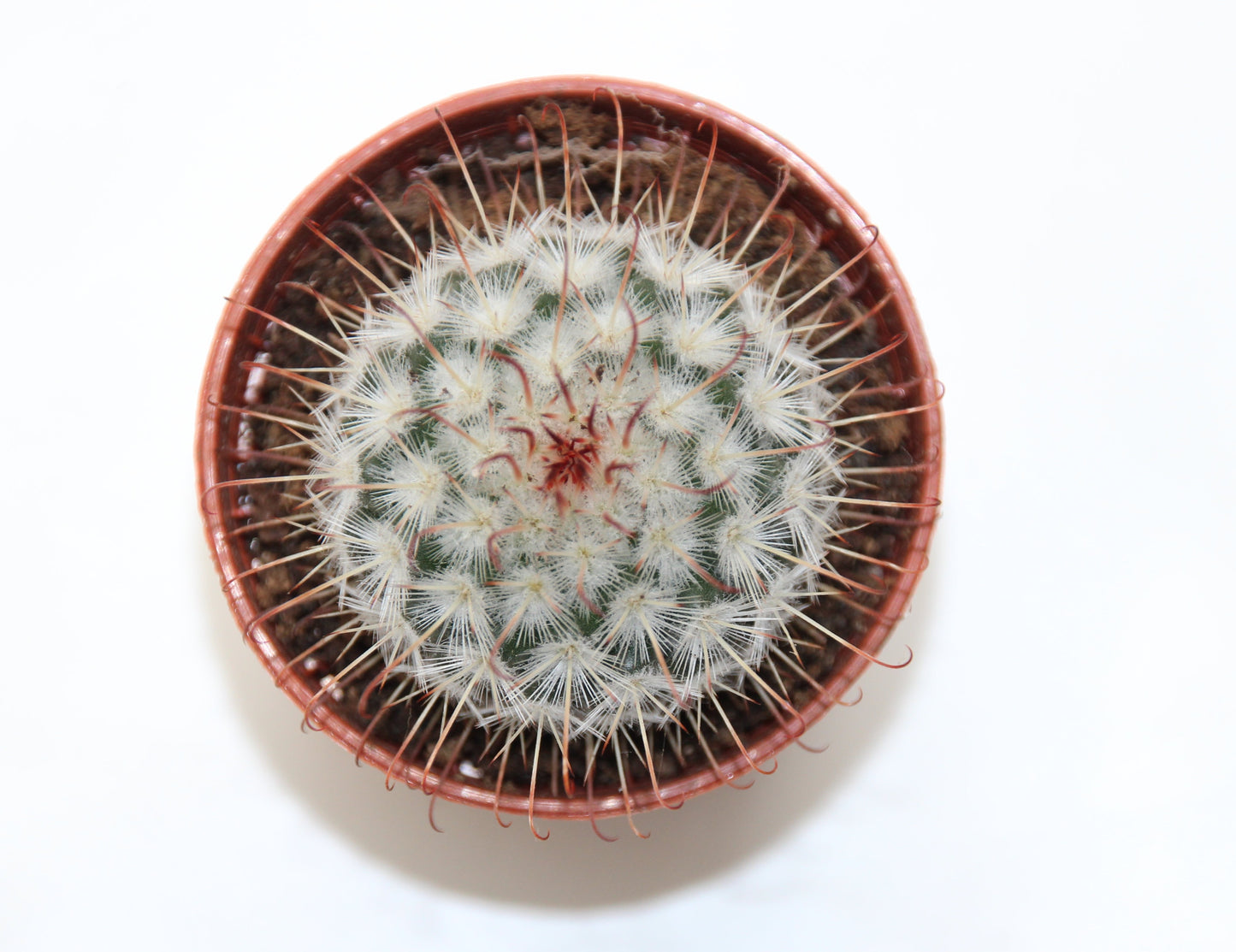 Mammillaria bombycina